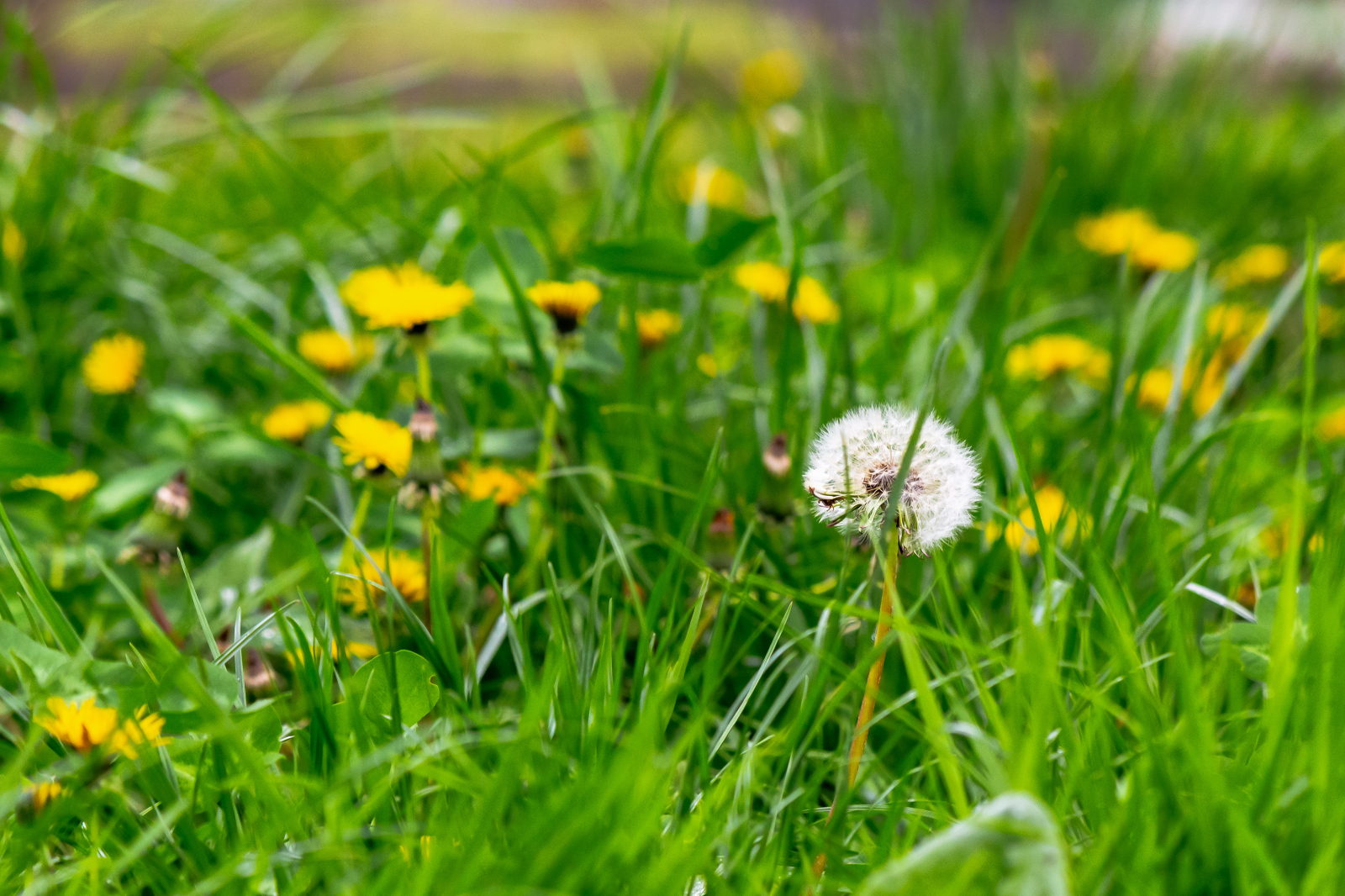 Pourquoi ne pas tondre en avril est bénéfique pour la nature ? © Pellinni, Adobe Stock
