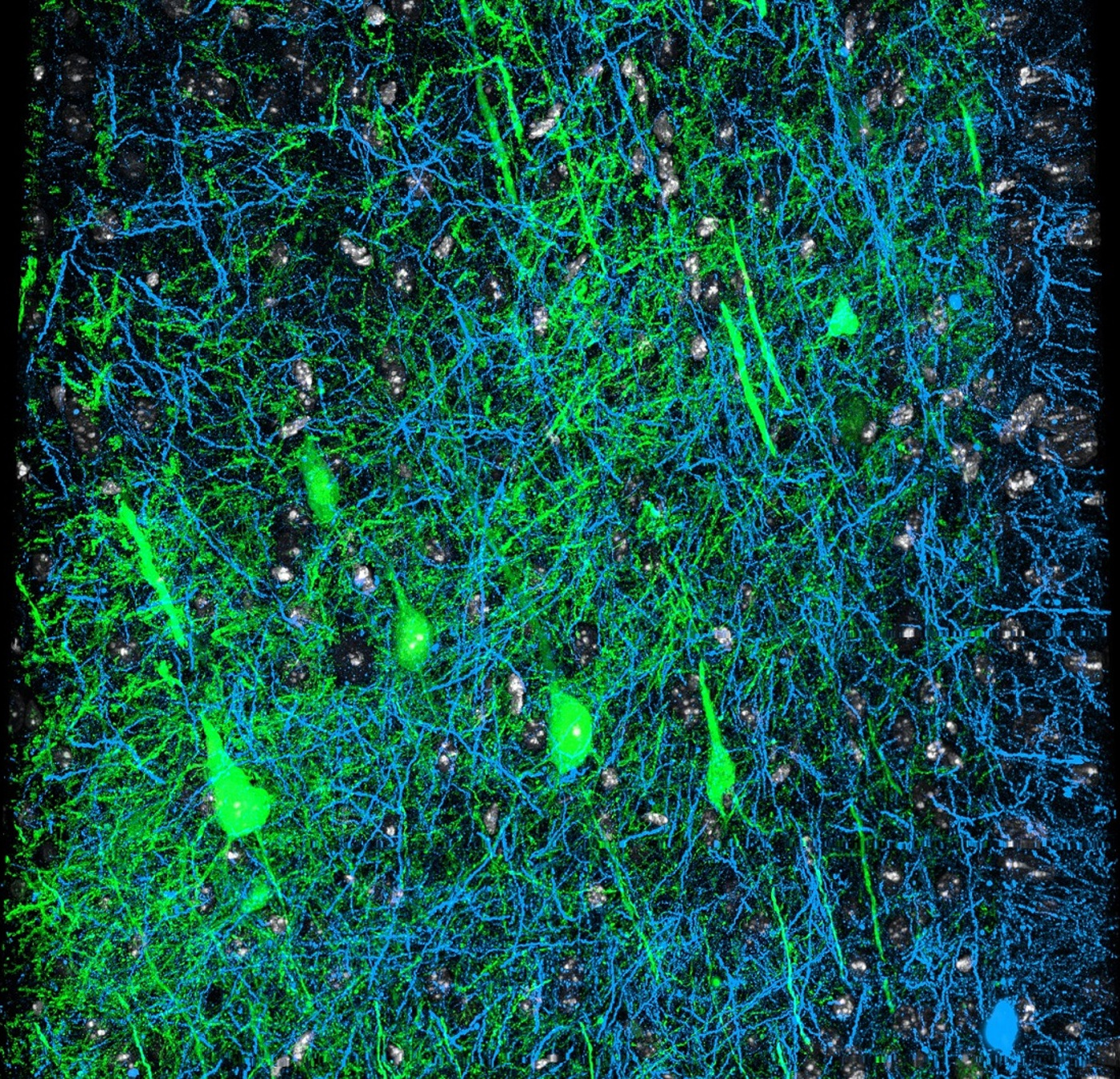 Les neurones pyramidaux, en vert, sont présents dans le néocortex. © Dan O'Shea, Flickr, CC by-nc-sa 2.0