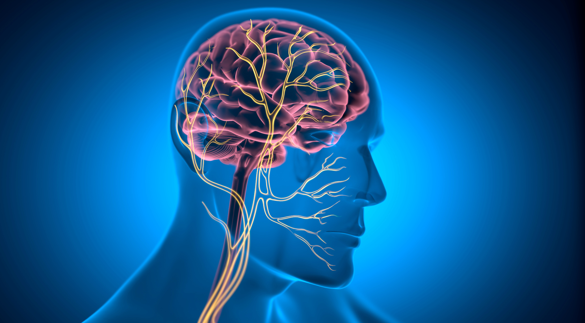 Des stimulations du nerf vague associées à une thérapie cognitive et comportementale (TCC) permettraient de faire disparaître 100 % des symptômes du syndrome de stress post-traumatique. © peterschreiber.media, Adobe Stock