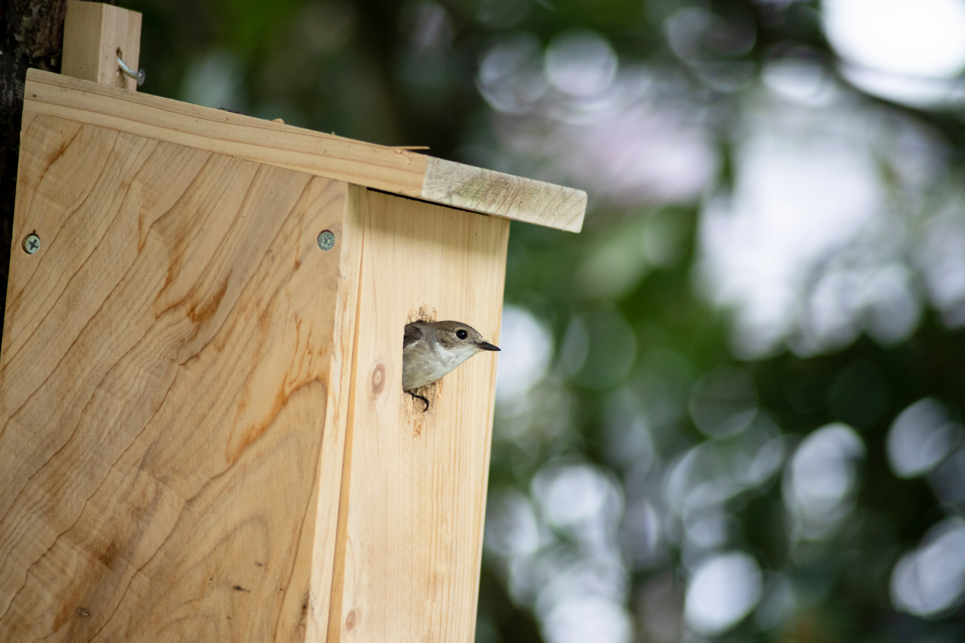 Pour attirer les oiseaux, un nichoir ne doit pas être installé au hasard... © Alexander, Adobe Stock
