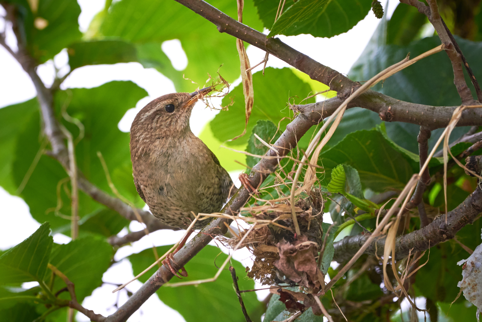 Un troglodyte mignon en train de construire son nid. © Adrian, Adobe Stock