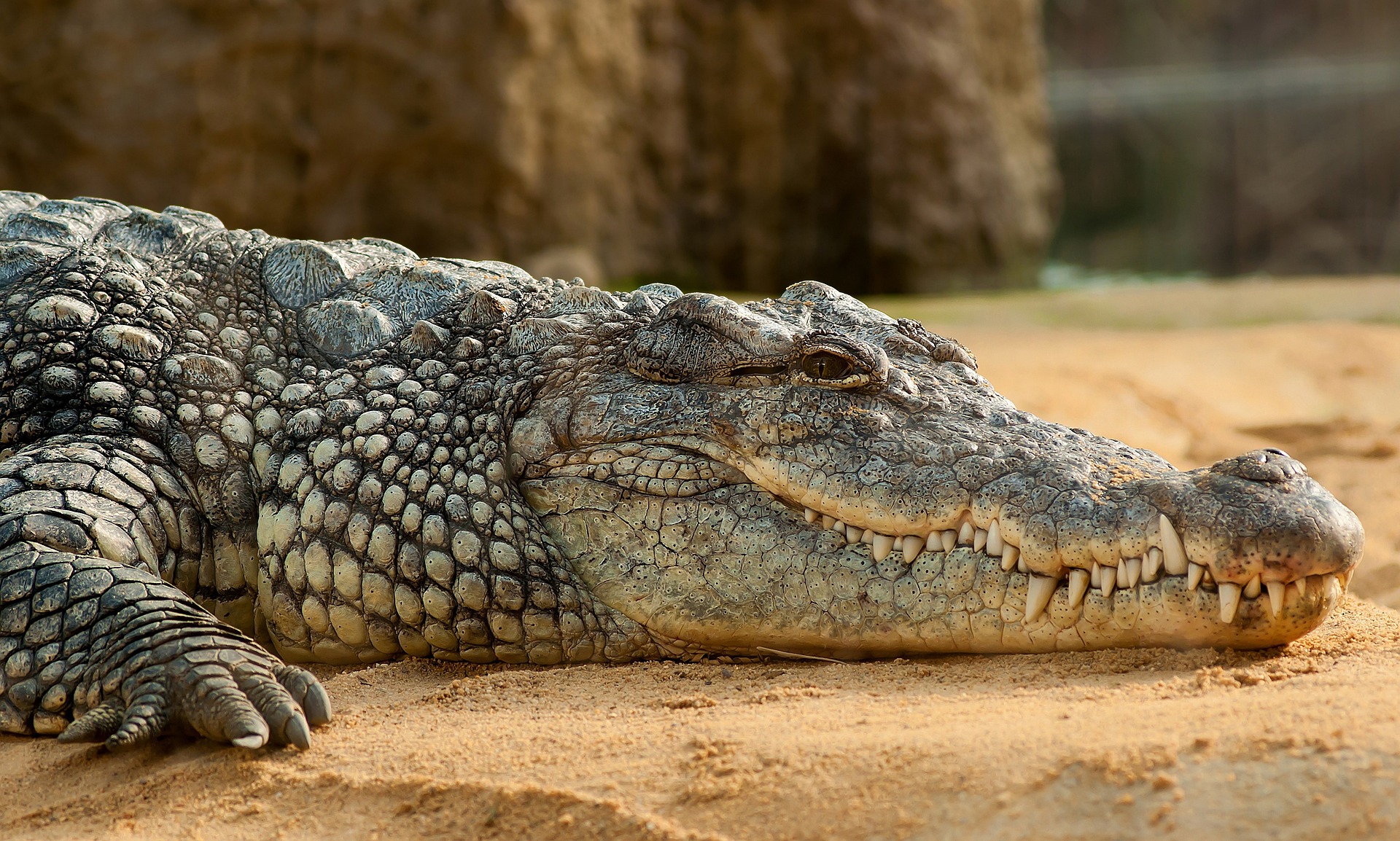 Un crocodile du Nil. © miniformat65 / Pixabay