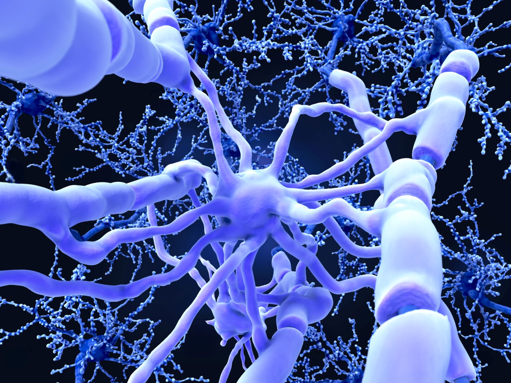 Un oligodendrocyte formant une gaine de myéline autour d'un axone. les nœuds de Ranvier, zone sans myéline sont visibles© Juan Gärtner, Adobe Stock
