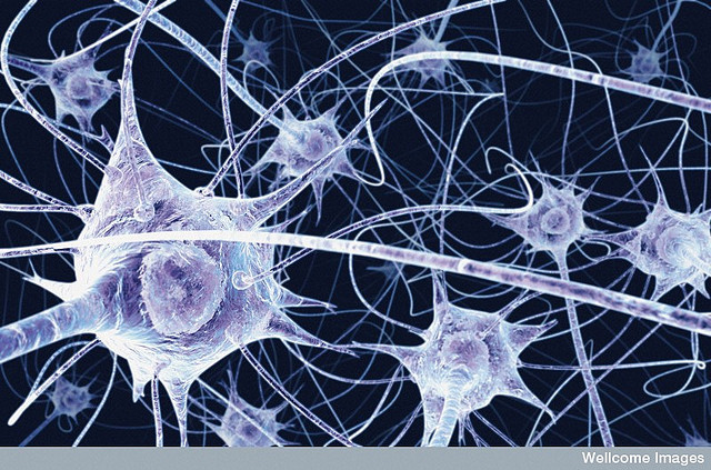 Le système nerveux parasympathique dériverait de cellules gliales immatures qui sont aussi à l’origine de cellules de Schwann. © Benedict Campbell, Wellcome Images, flickr, cc by nc nd 2.0 UK