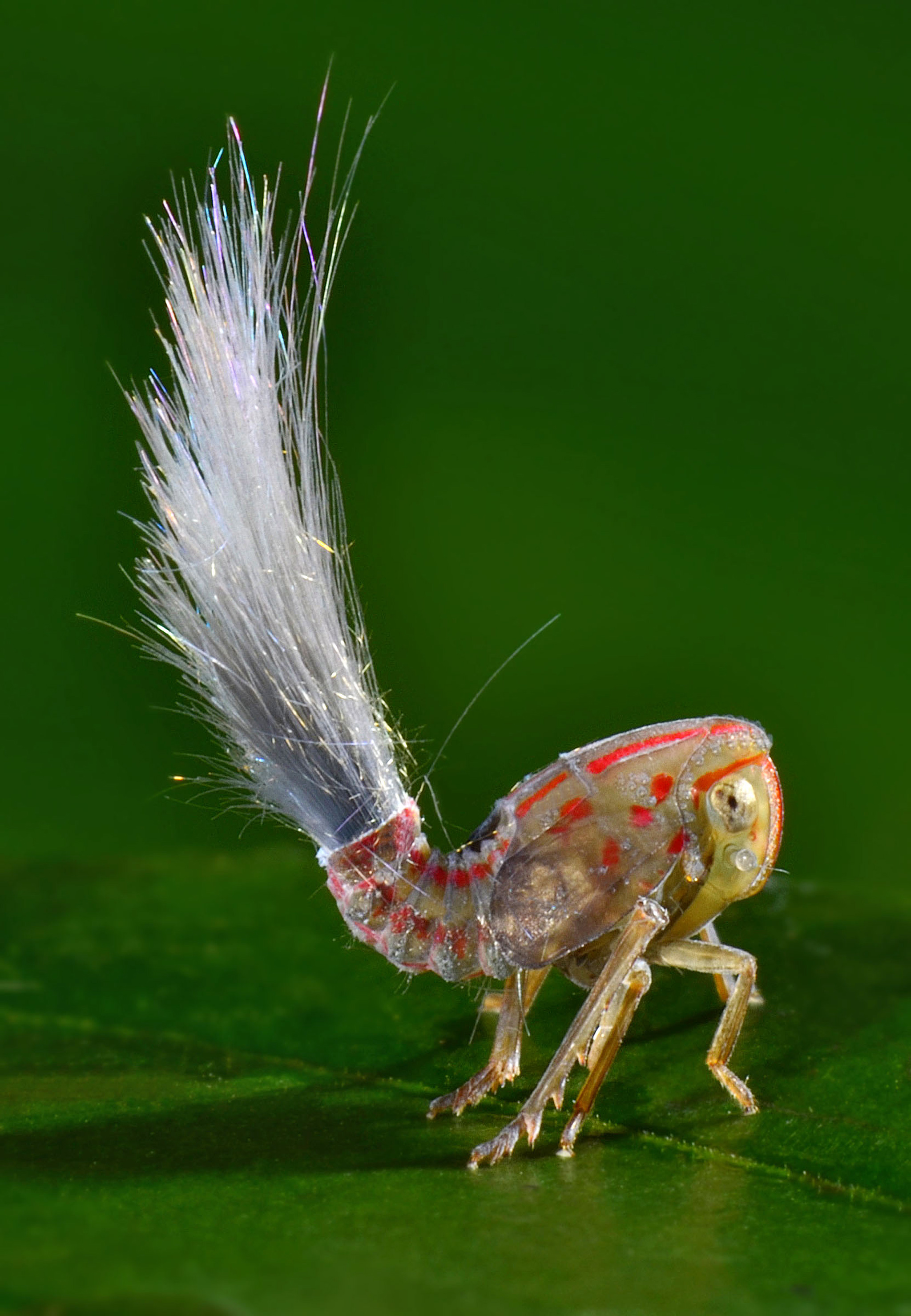 La nymphe d'une espèce de cicadelle avec son panache de sécrétion qui sort de son abdomen. © Trond Larsen