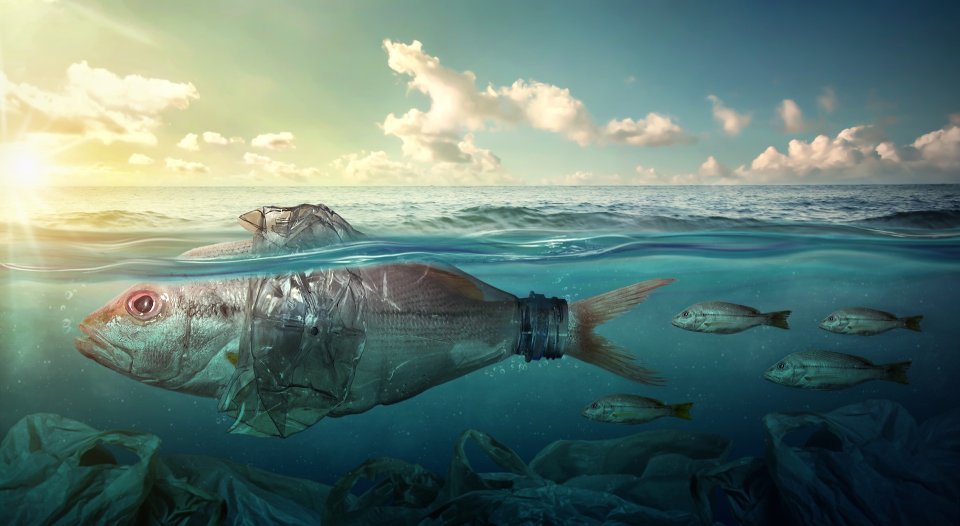 Un immense amas de plastique s'étend sur une surface de 3,5 millions de km², au beau milieu de l'océan Pacifique Nord. © chaiyapruek, Adobe Stock