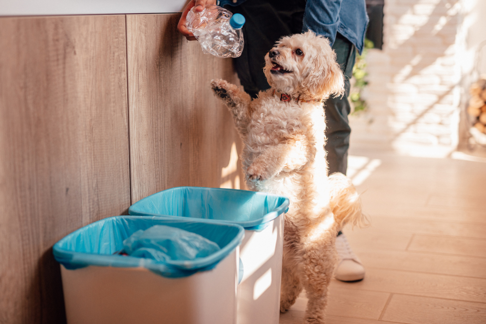 Votre chien adore fouiller dans la poubelle ? Voici pourquoi, selon la science. © Anchiy, iStock