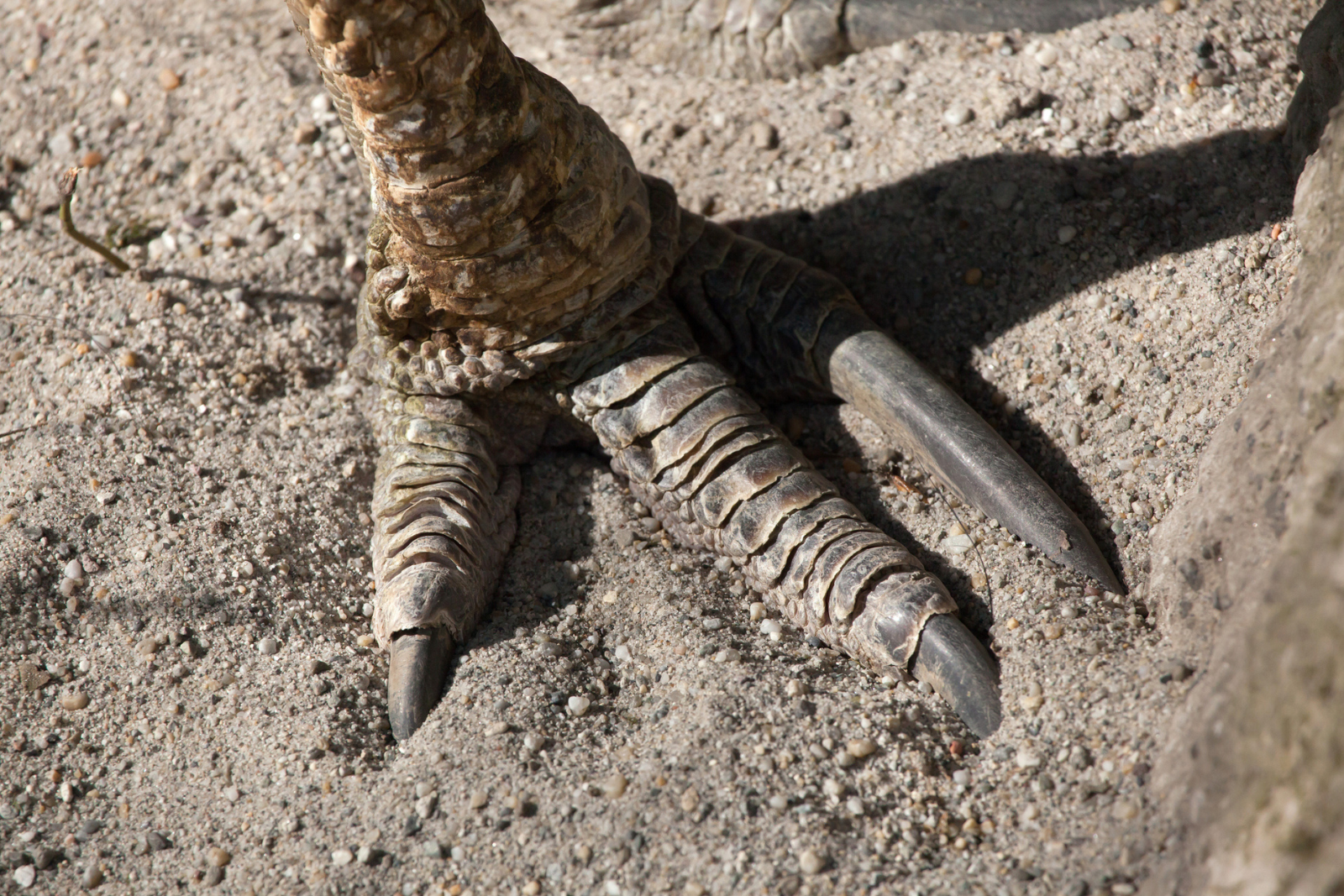 Des griffes comme des couteaux : cet oiseau peut devenir mortel s’il attaque. © Wrangel, iStock