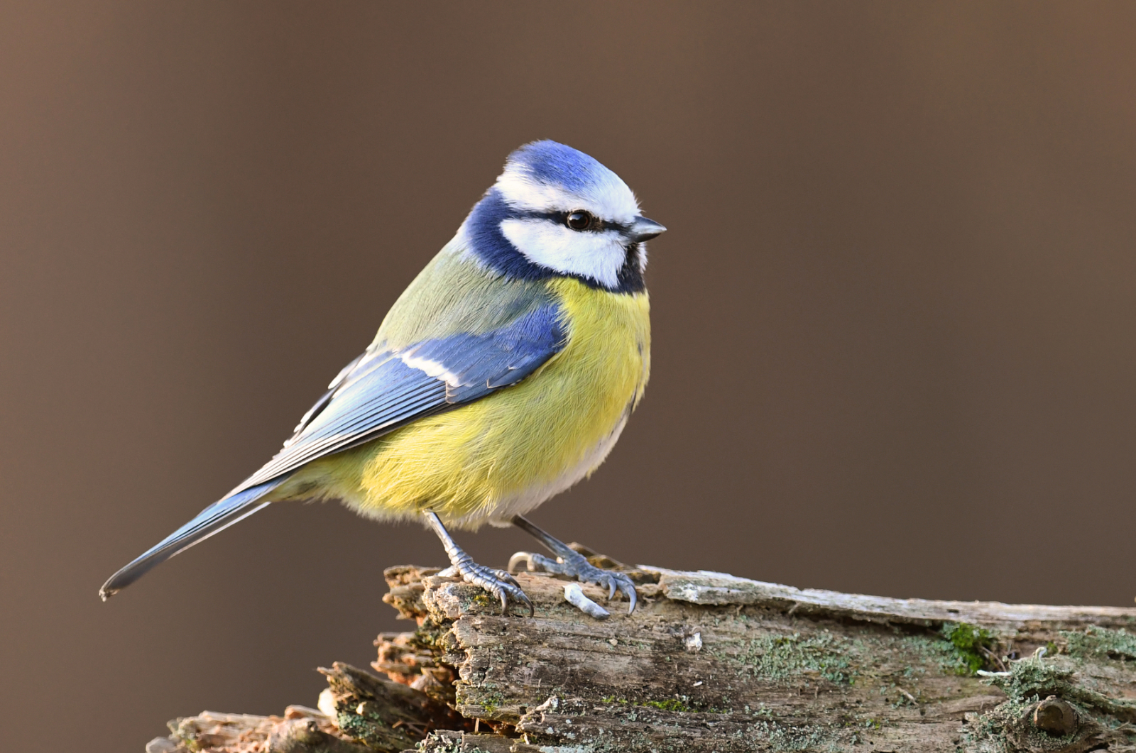 Attention, vos vitres peuvent être dangereuses pour les oiseaux ! © Piotr Krzeslak, Adobe Stock