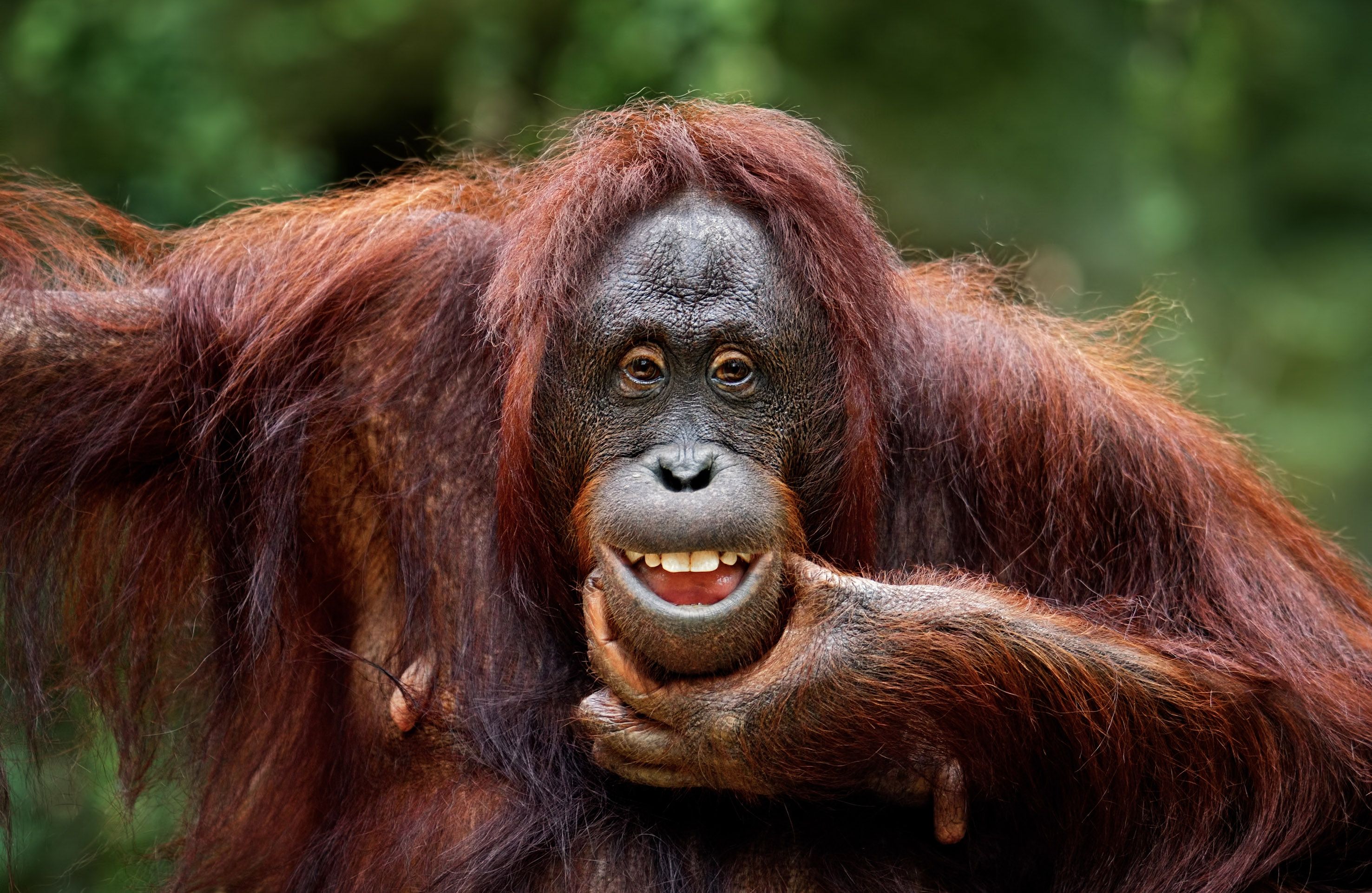Les capacités de contrôle et de coordination vocale des grands singes ont longtemps été sous-estimées. © Freder, Getty Images
