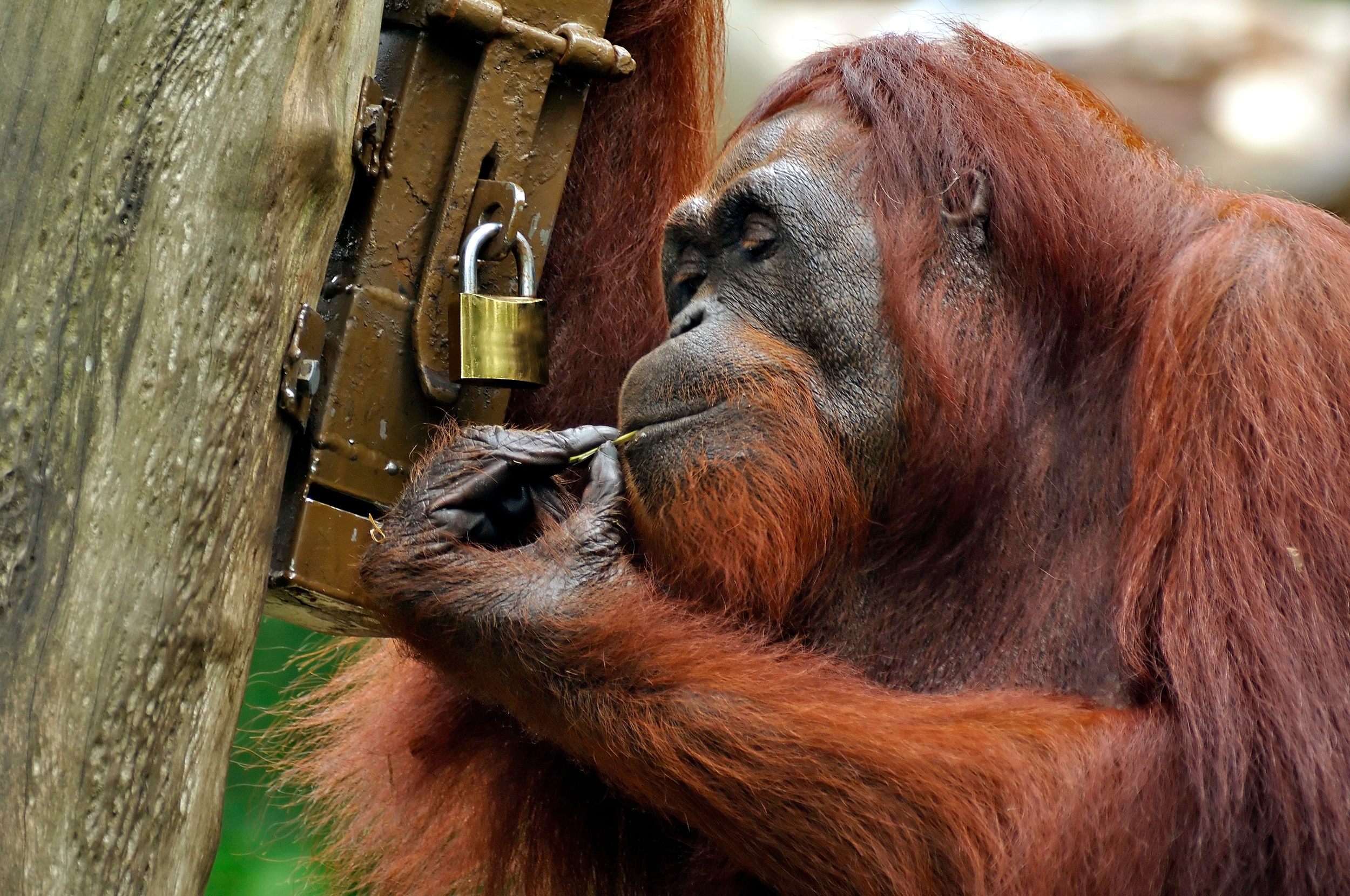 Les orangs-outans sont des animaux très intelligents. En août dernier, un autre individu s’est échappé du zoo de Toronto. © Salvador Manaois III, Adobe Stock