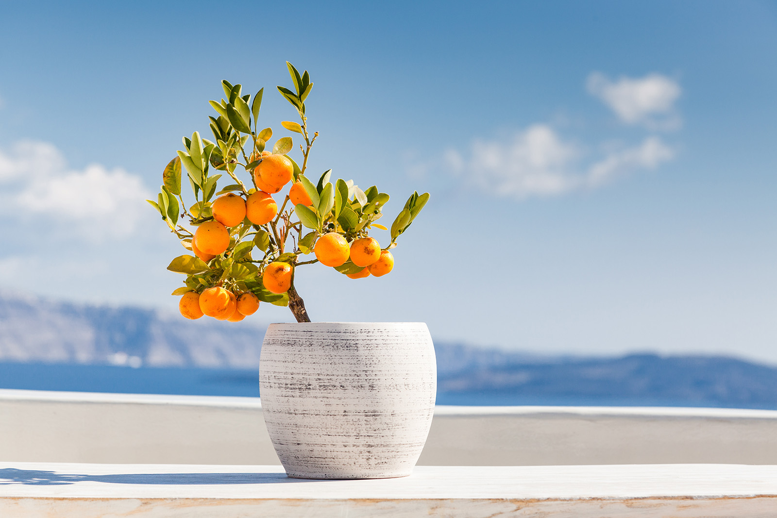 Oranger dans un pot au soleil. © Melinda Nagy, Adobe Stock