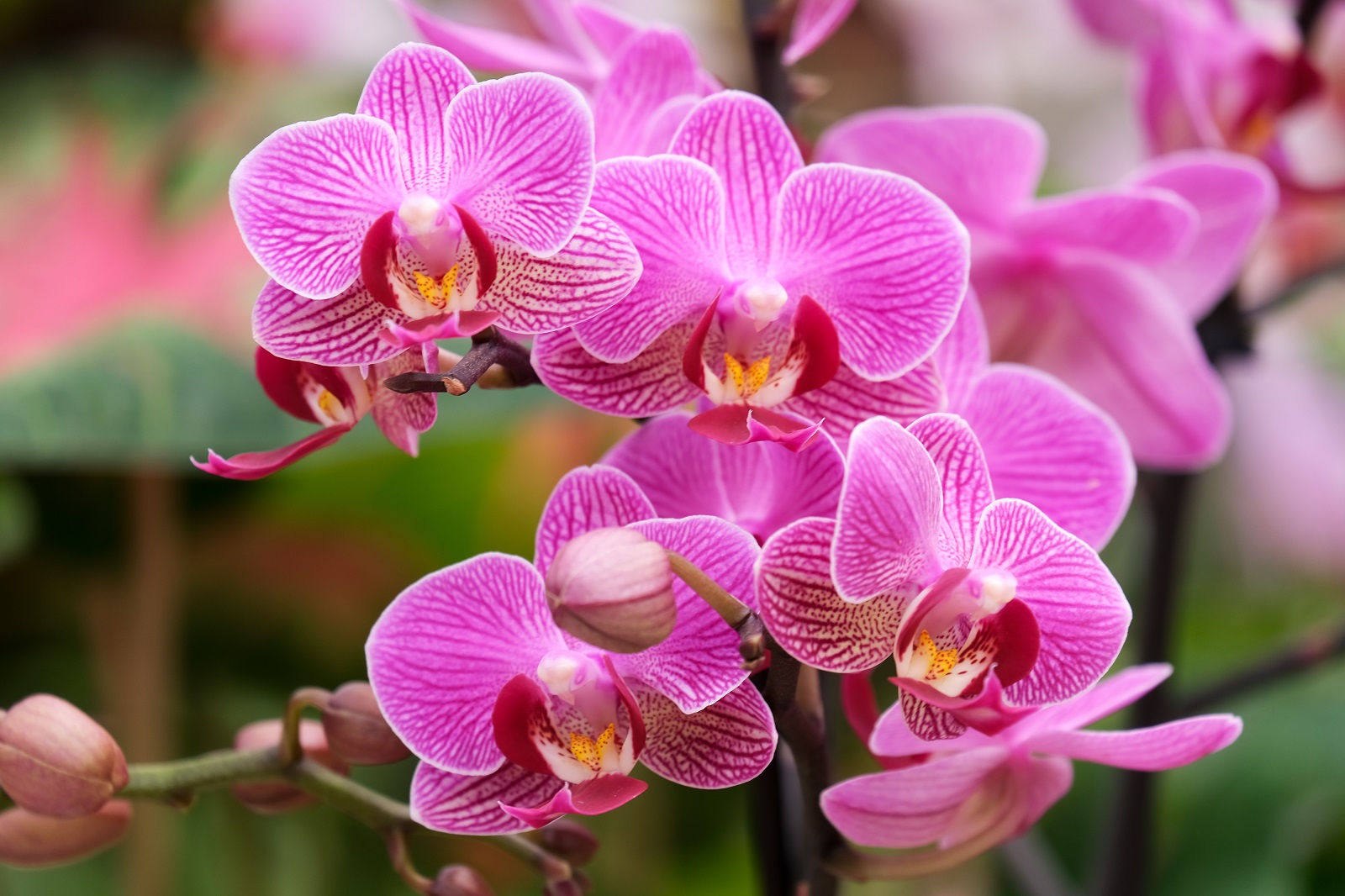 Magnifique floraison d'une orchidée Phalaenopsis