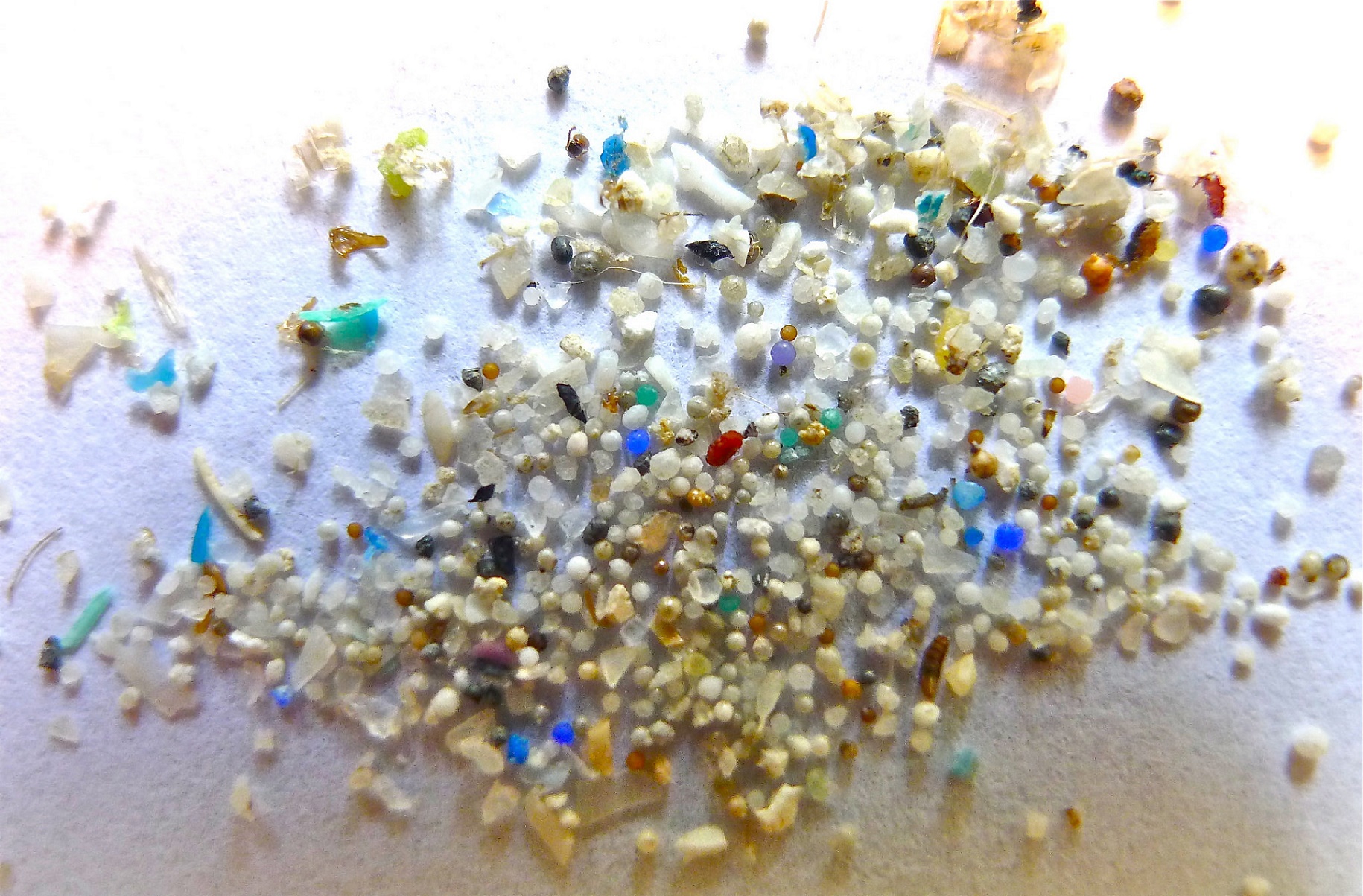Les microsplastiques représentent un enjeu environnemental majeur. © Oregon State University, Flickr, CC BY-SA 2.0