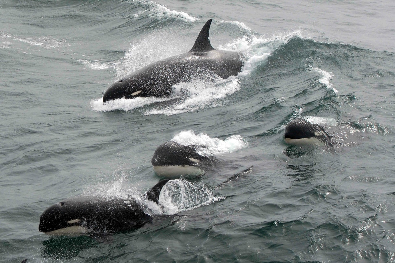 Très rare photo d'orques de type D prise en 2011. © J.P. Sylvestre, South Georgia, 2011/NOAA