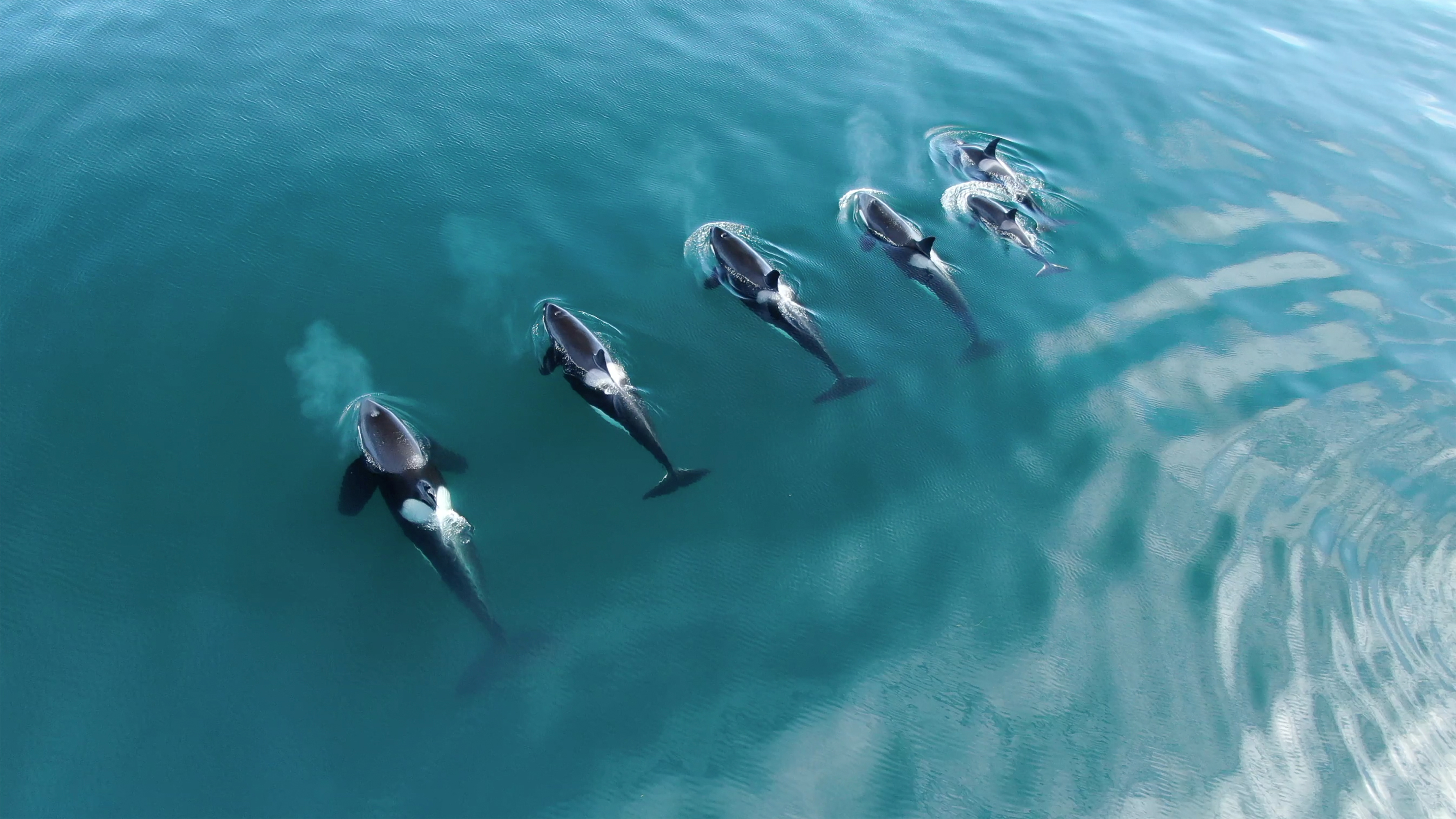 Une population d'orques a été filmée pendant dix&nbsp;jours par des drones pour analyser le comportement social des individus. © Adobe Stock