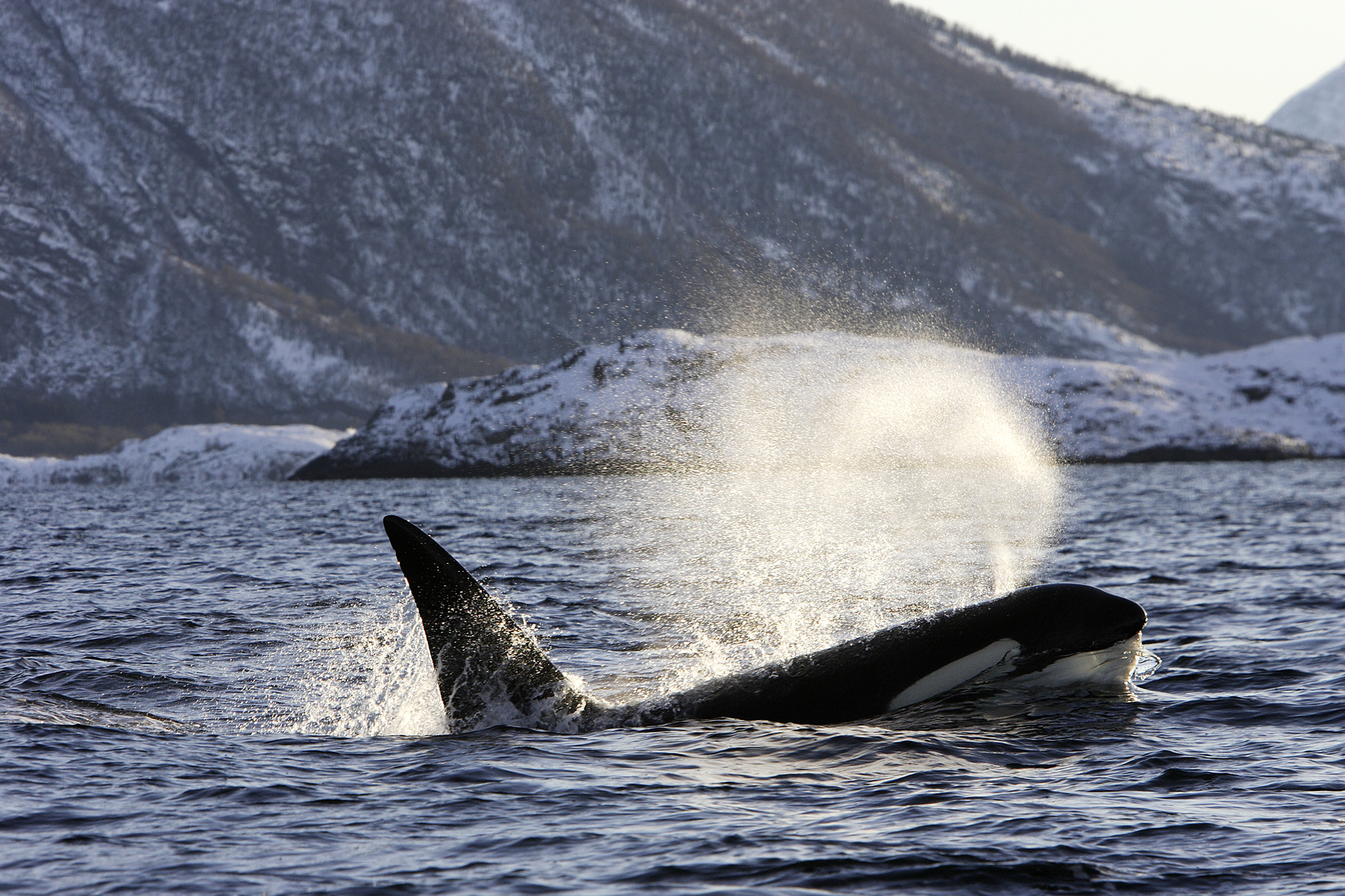 Les orques à l’état sauvage sont menacées par la pollution, notamment les PCB. © PIXATERRA, Fotolia