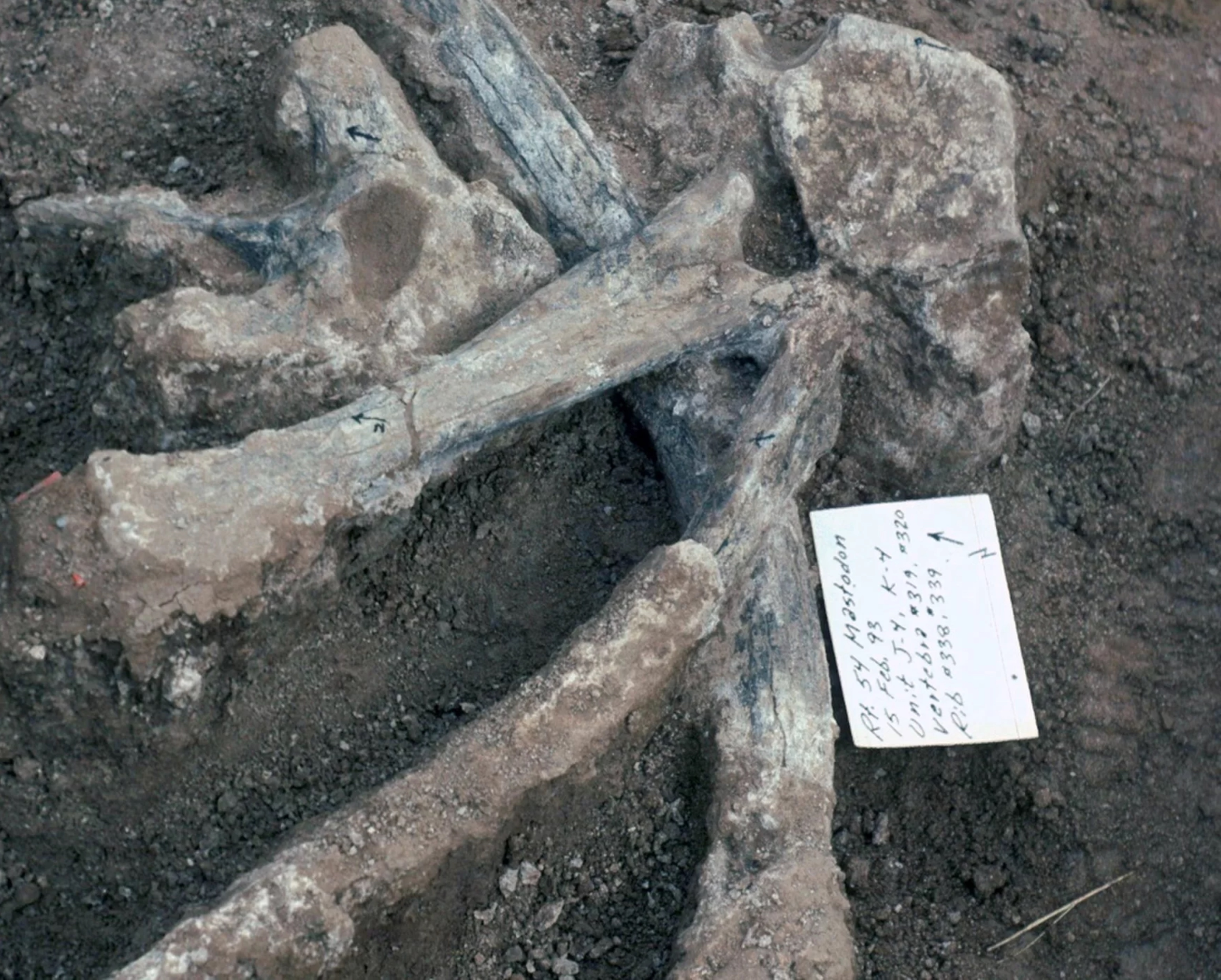 Restes du mastodonte retrouvés près de San Diego. © San Diego Natural History Museum