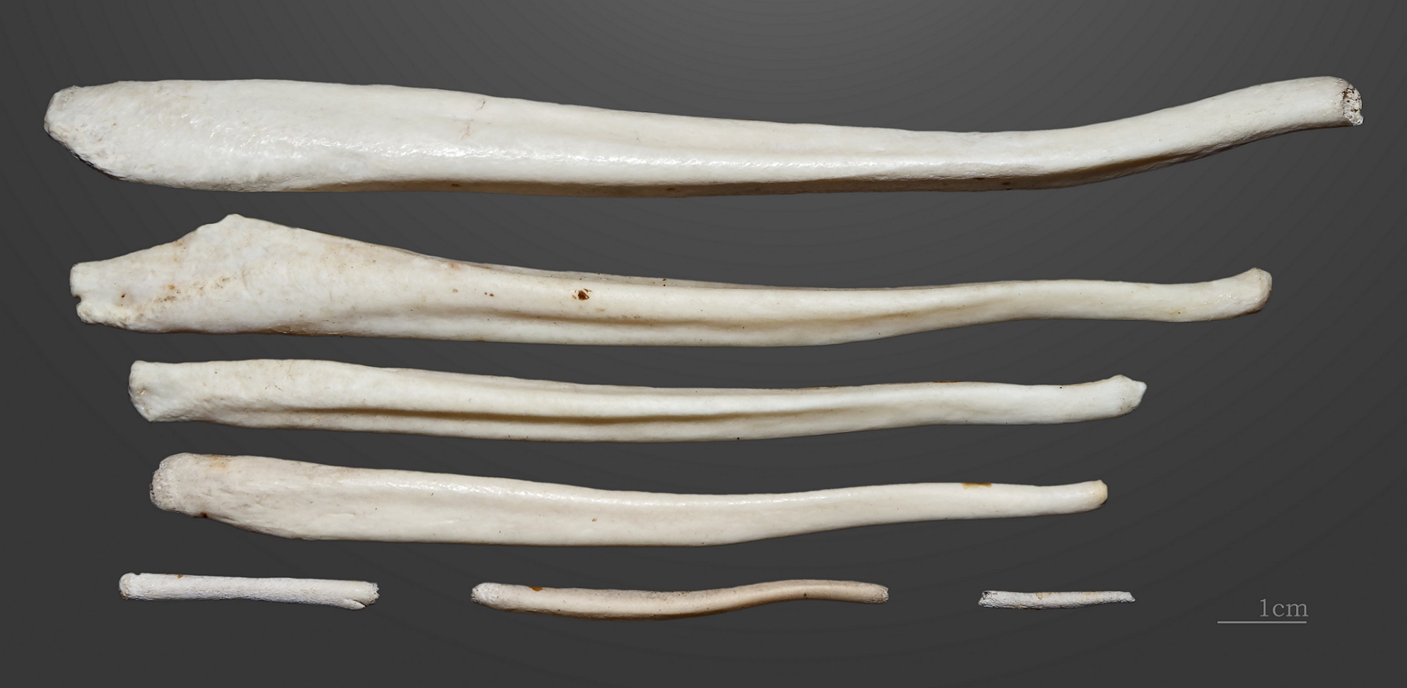 Os péniens de mammifères. © Didier Descouens, Muséum de Toulouse, Wikipedia, CC BY-SA 4.0