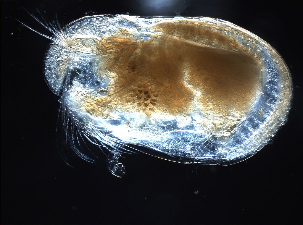 Dans des ostracodes préhistoriques, les scientifiques ont observé des spermatozoïdes géants vieux de 17 millions d’années. © Anna33, Wikipédia, cc by 2.5