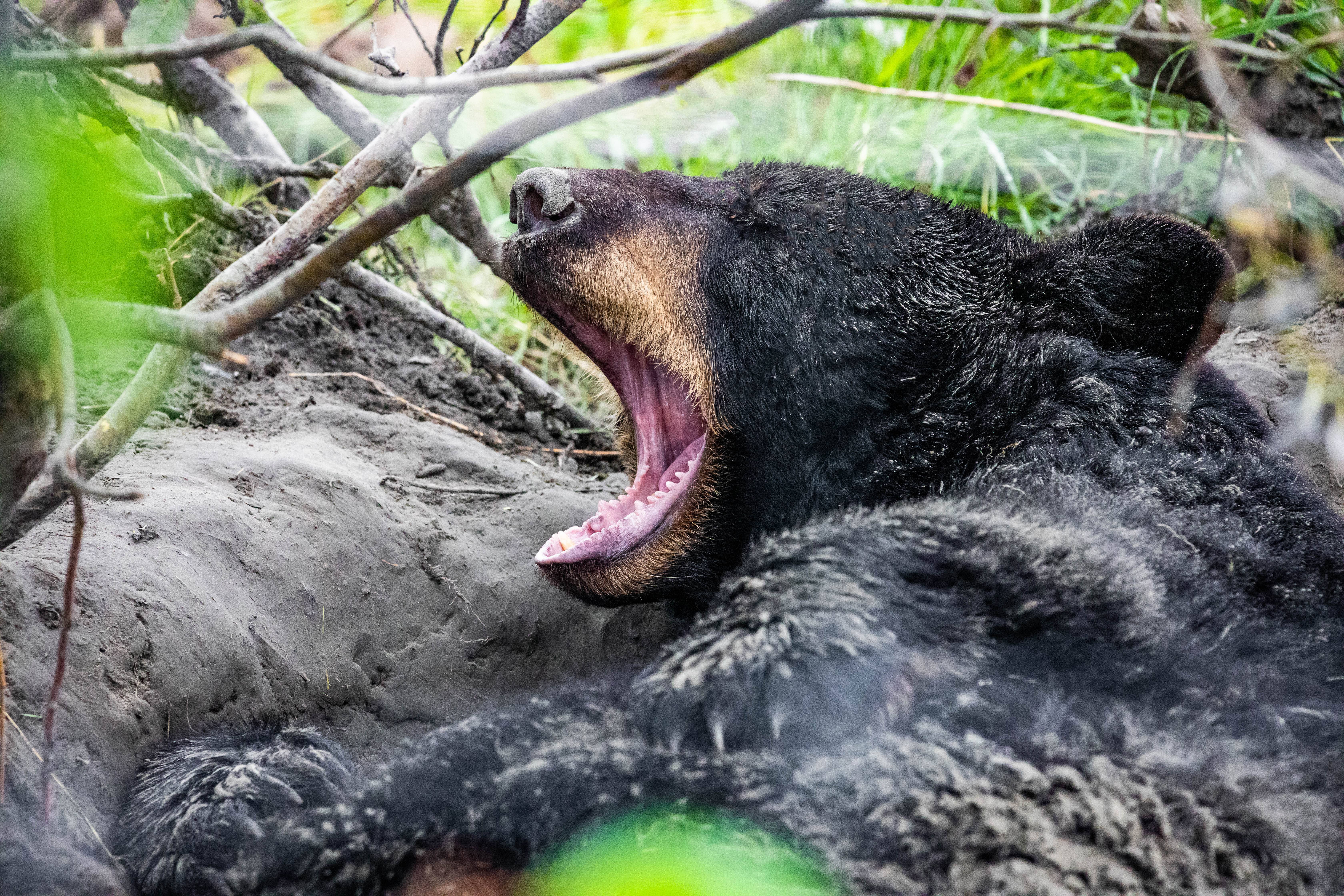Un ours noir se prépare à hiberner. © PhotoSpirit, Adobe Stock