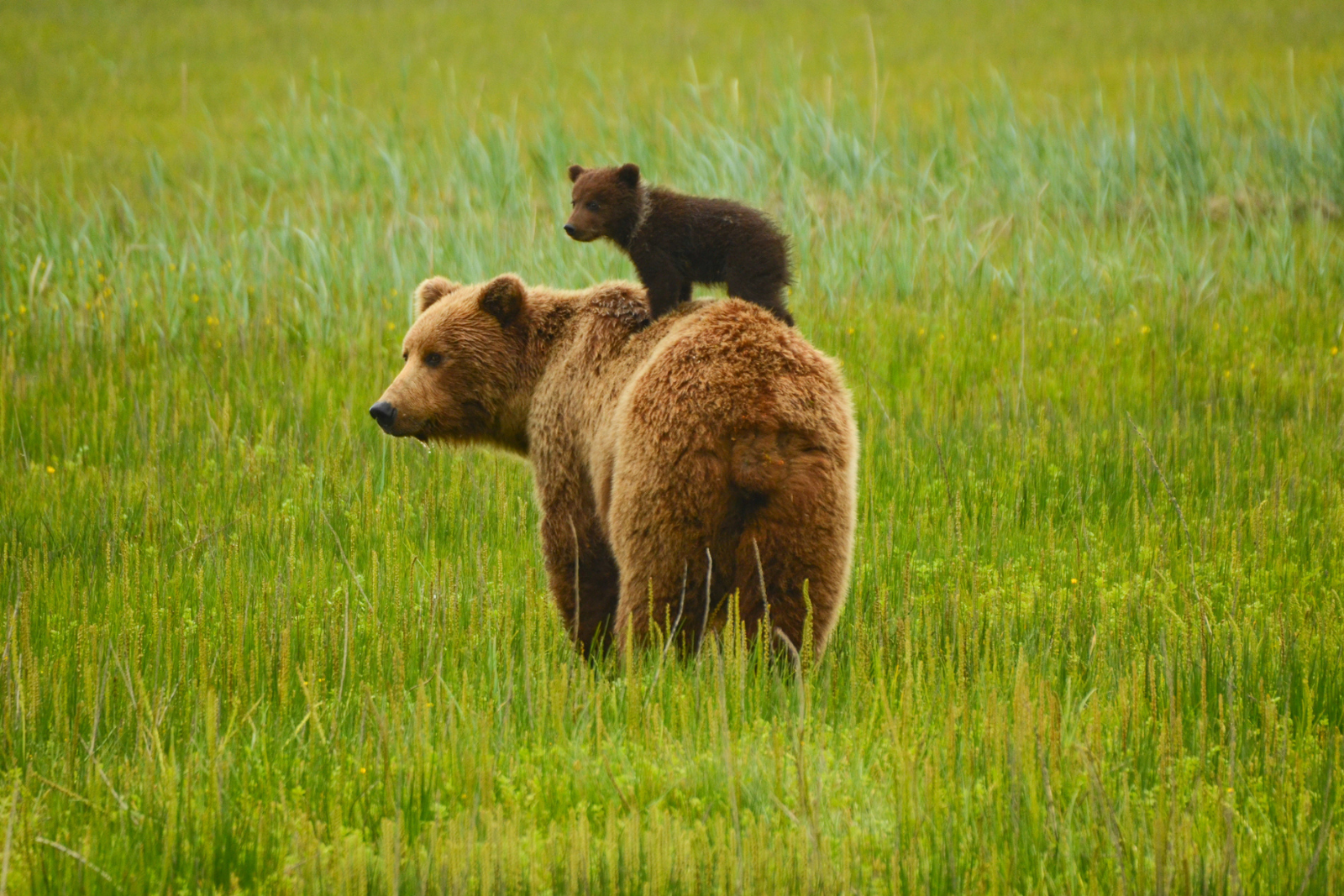 Une découverte troublante dans un ours malade qui n'a pas pu être sauvé. © DavidRasmus, iStock