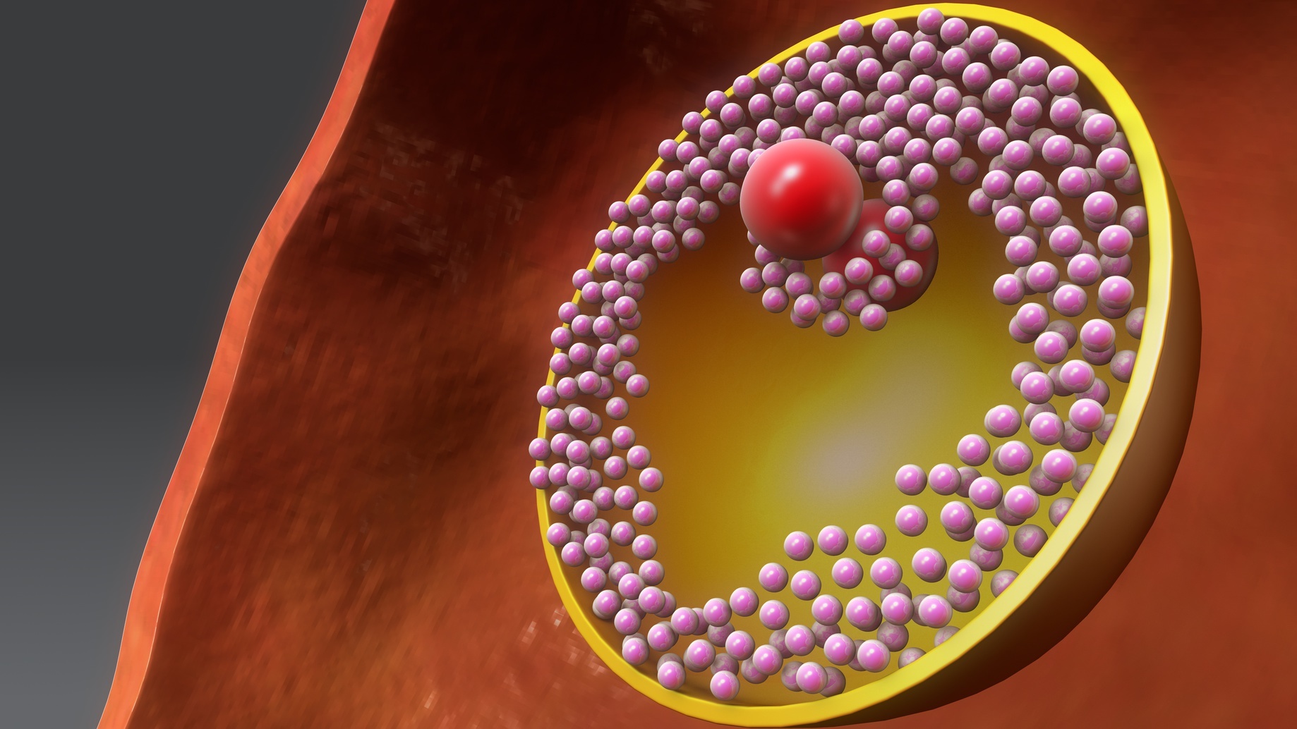 Les cellules de la granulosa sont des cellules folliculaires qui entourent l’ovocyte. © 7activestudio, Fotolia