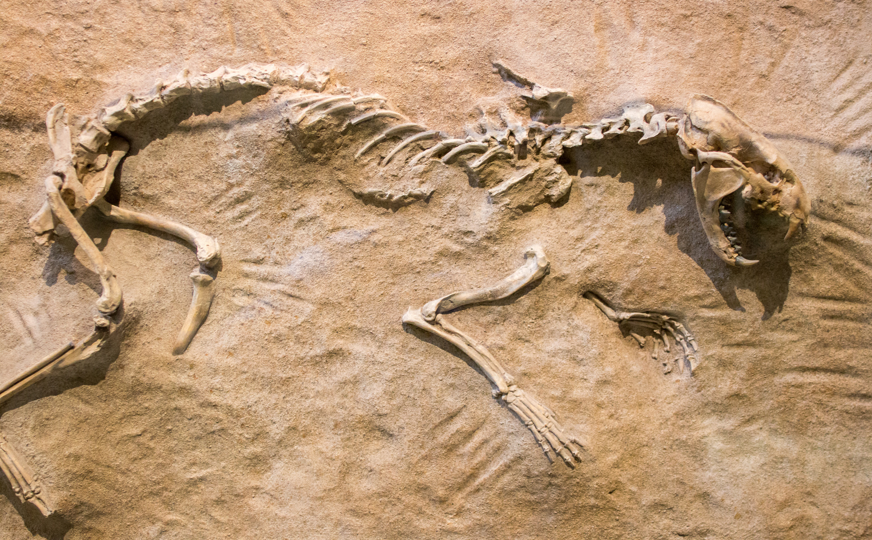 Exemple de squelette d’animal préhistorique fossilisé dans la roche. Le paléontologue fera une analyse ADN sur les fragments d’os afin de connaître l’espèce et son histoire. © marls, Fotolia.