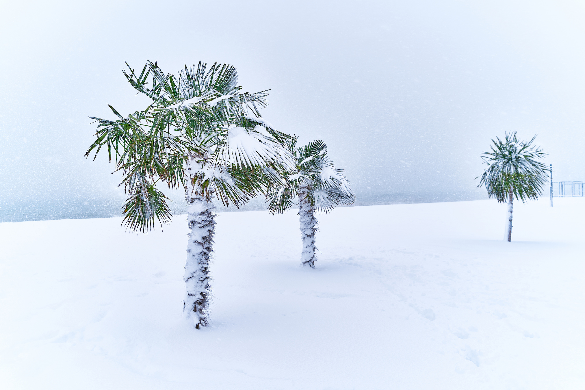 Les palmiers ont été recouverts de neige en Floride. Image d'illustration. © Goffkein, Adobe Stock