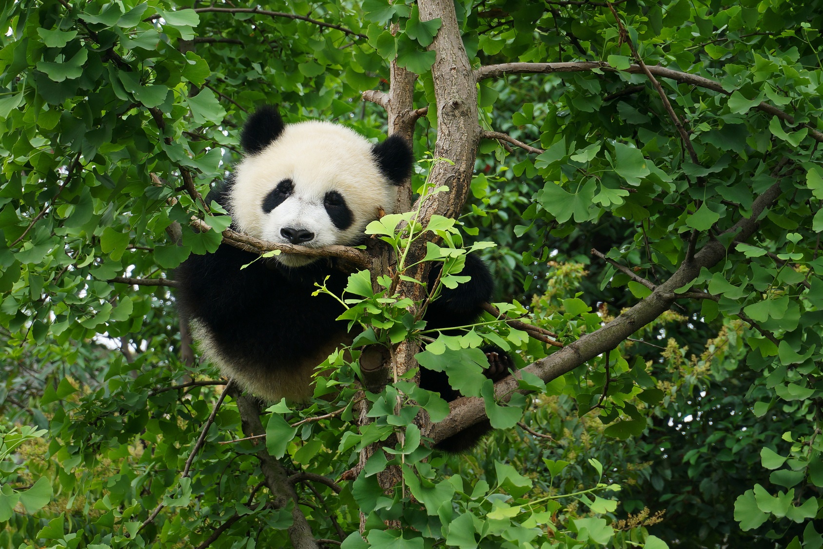 La diminution des forêts est liée au déclin du panda géant. © MICHEL, Fotolia