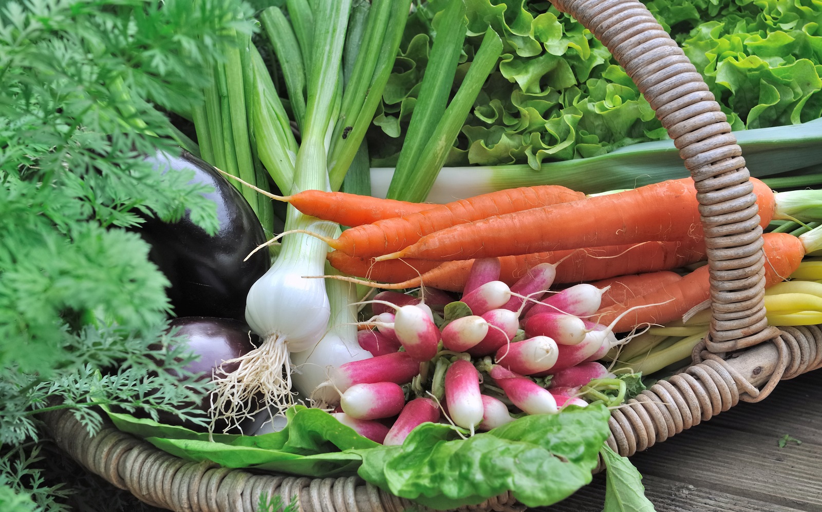 Panier de légumes primeurs : carottes, radis, petits oignons blancs et salade...&nbsp;© Coco, Adobe Stock