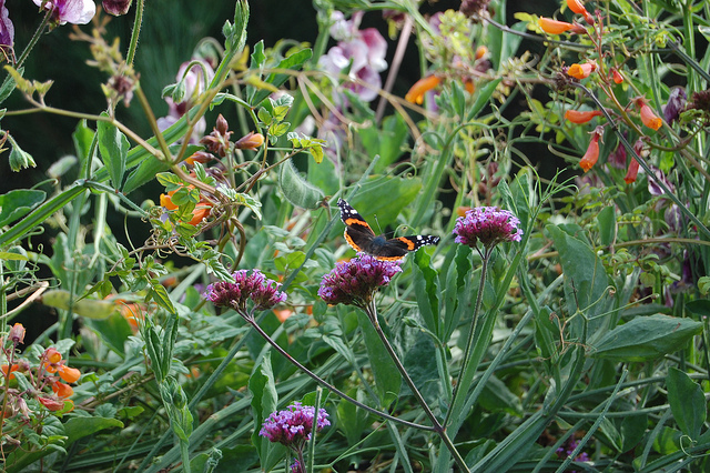 Un mélange de plantes locales et exotiques permet de prolonger la période de floraison. Ici, un papillon se pose sur Verbena bonariensis (Verveine de Buenos-Aires), originaire d’Amérique du Sud. © FarOutFlora, Flickr, CC by nc nd 2.0