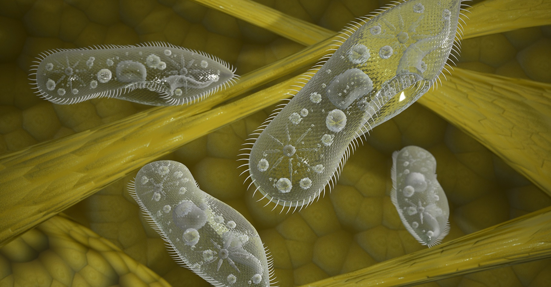 La paramécie est un protozoaire cilié qui a servi de modèle pour fabriquer un&nbsp;nouveau microrobot. © Wire_man, Shutterstock