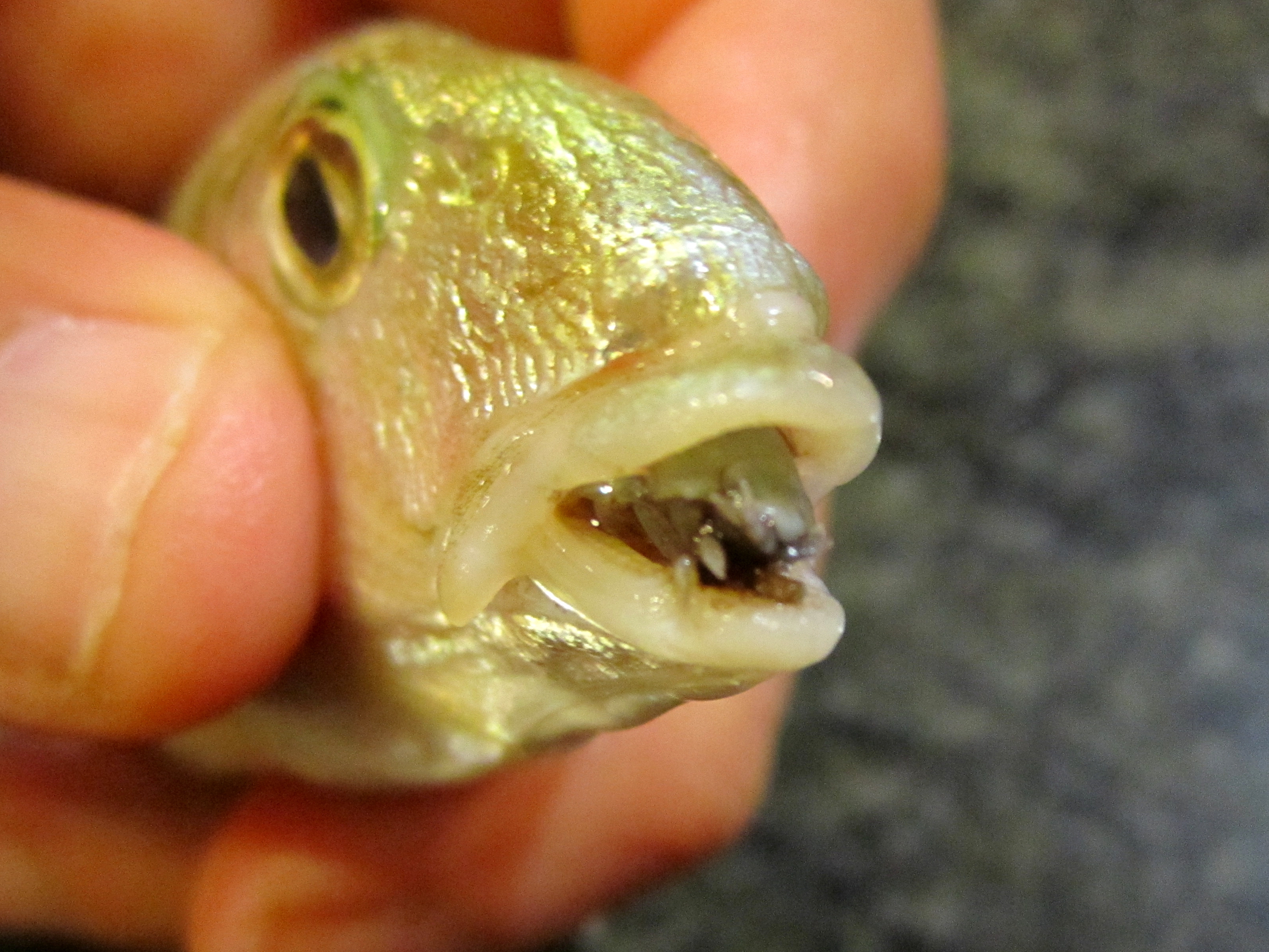 Le parasite Cymothoa exigua dans la bouche d'un poisson. © Marco Vinci, Creative Commons