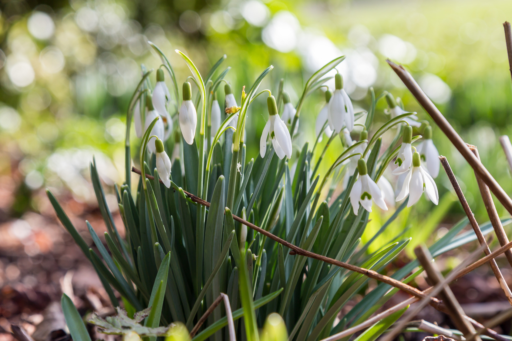 Le perce-neige, une fleur annonciatrice du printemps. © lemanieh, fotolia