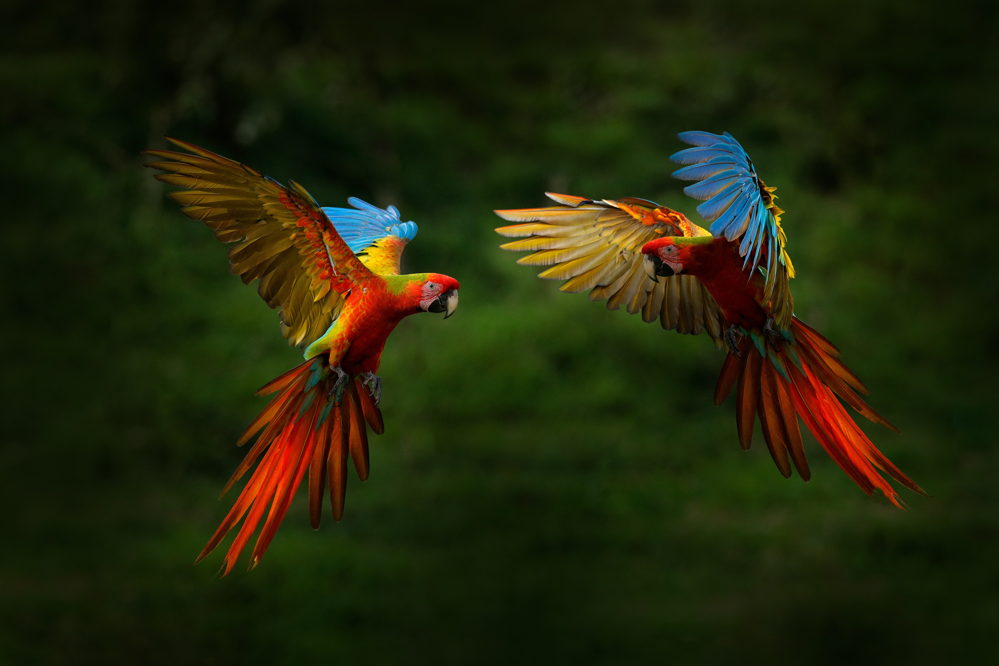 Les oiseaux sont également victimes de la déforestation, détruisant leurs habitats et les forçant à migrer, parfois même en ville. © Ondrejprosicky, Adobe Stock