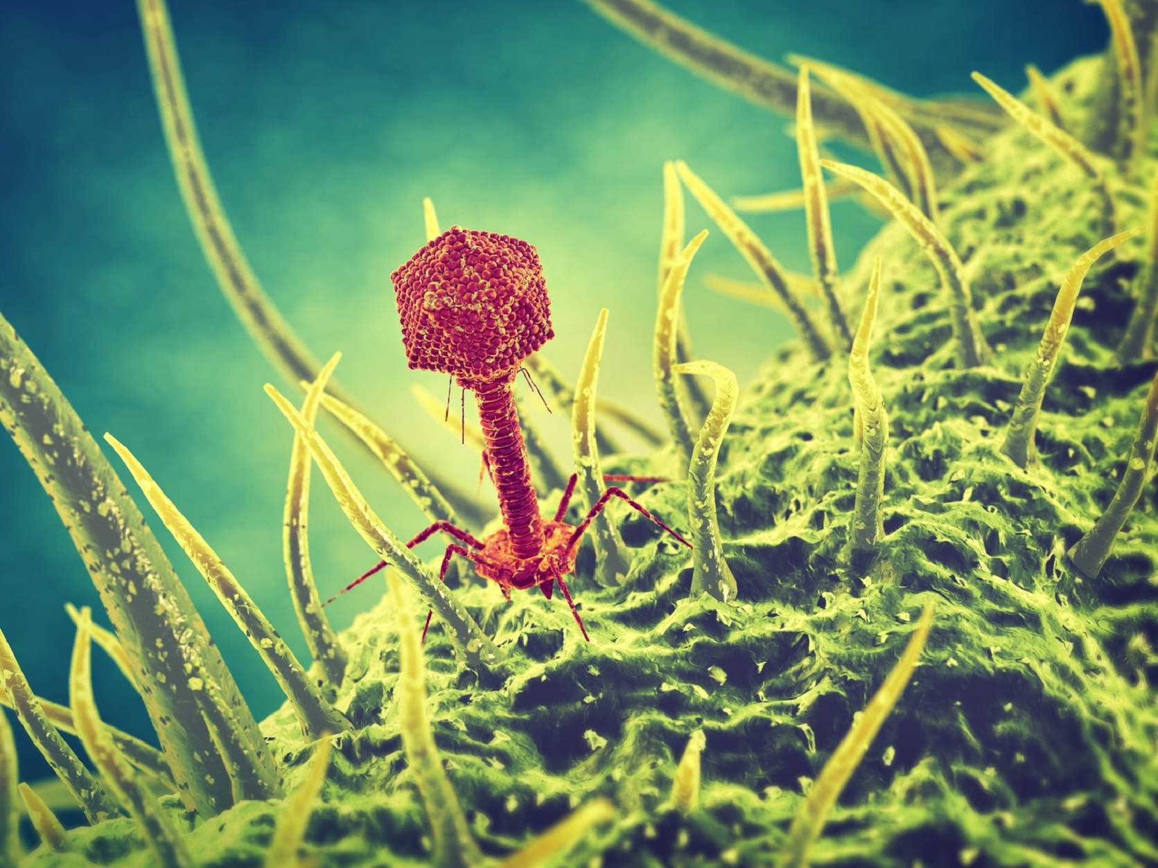 Les phages sont des virus qui s’attaquent aux bactéries. © nobeastsofierce, Fotolia