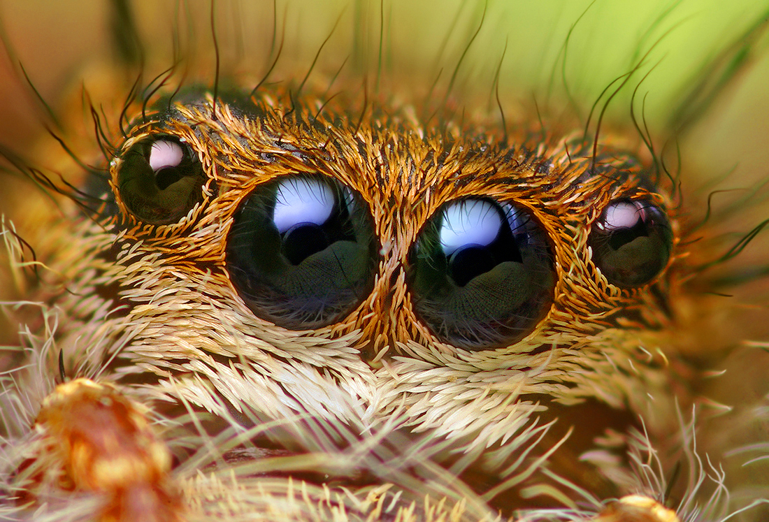 La macrophotographie a le don de faire ressortir la beauté des araignées, comme ici Phidippus princeps, une araignée sauteuse d'Amérique du Nord. © Thomas Shahan, Flickr, CC By-NC-ND 2.0