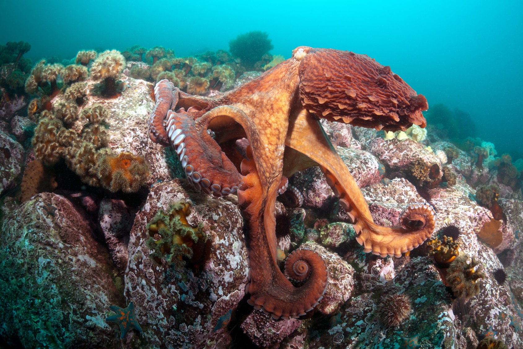 Il n’y aurait pas qu’une espèce de pieuvres géantes du Pacifique. © Anion, Fotolia