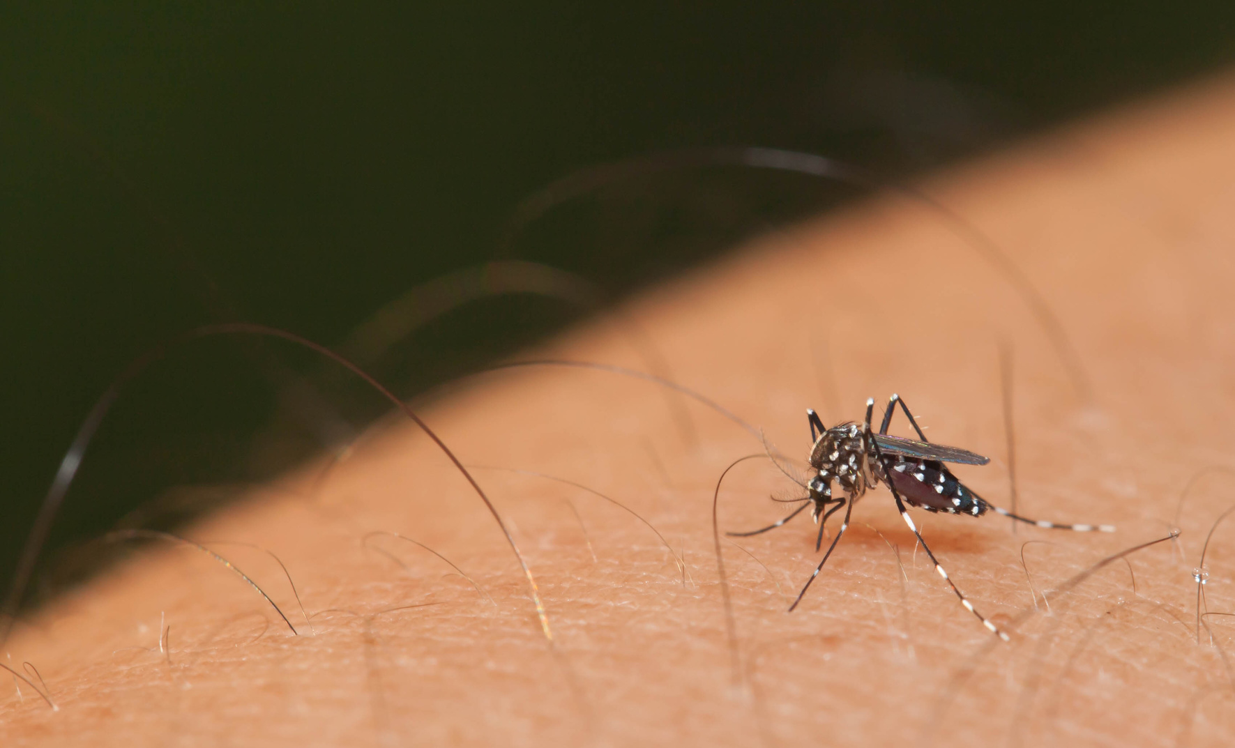 Il est impossible d'ttraper le virus du Sida par une simple piqûre de moustique. © Lirtlon, Fotolia