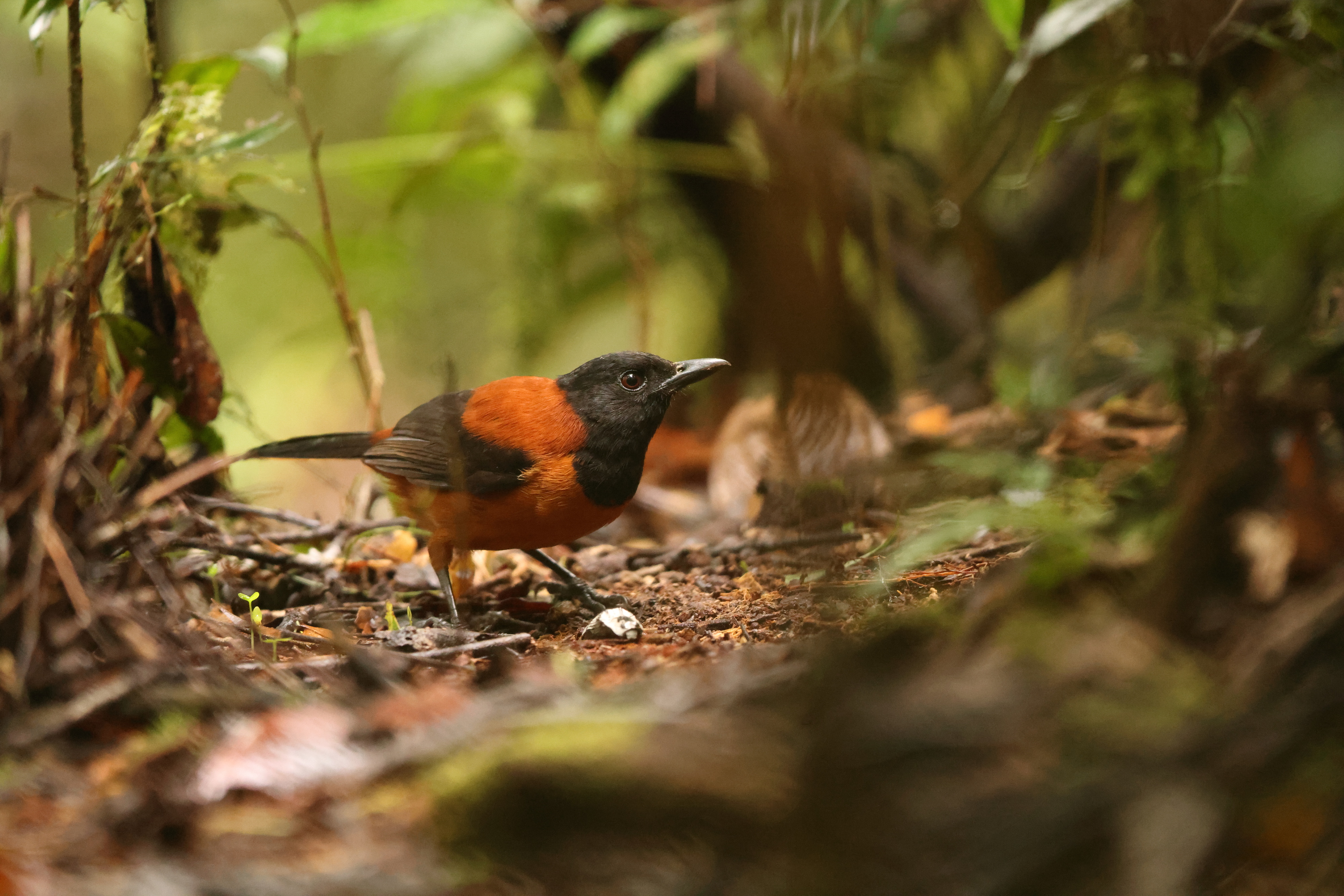 Le pitohui à capuchon, Pitohui dichrous, est une espèce d'oiseau du genre Pitohui que l'on trouve en Nouvelle-Guinée. © feathercollector