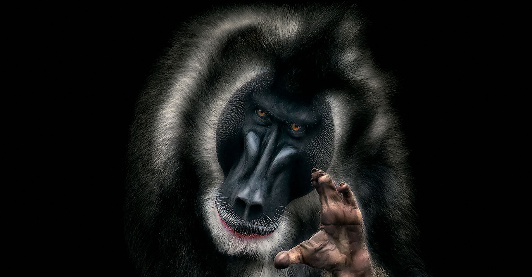 Un mandrill au regard humain pour sensibiliser à la déforestation. © Pedro Jarque Krebs