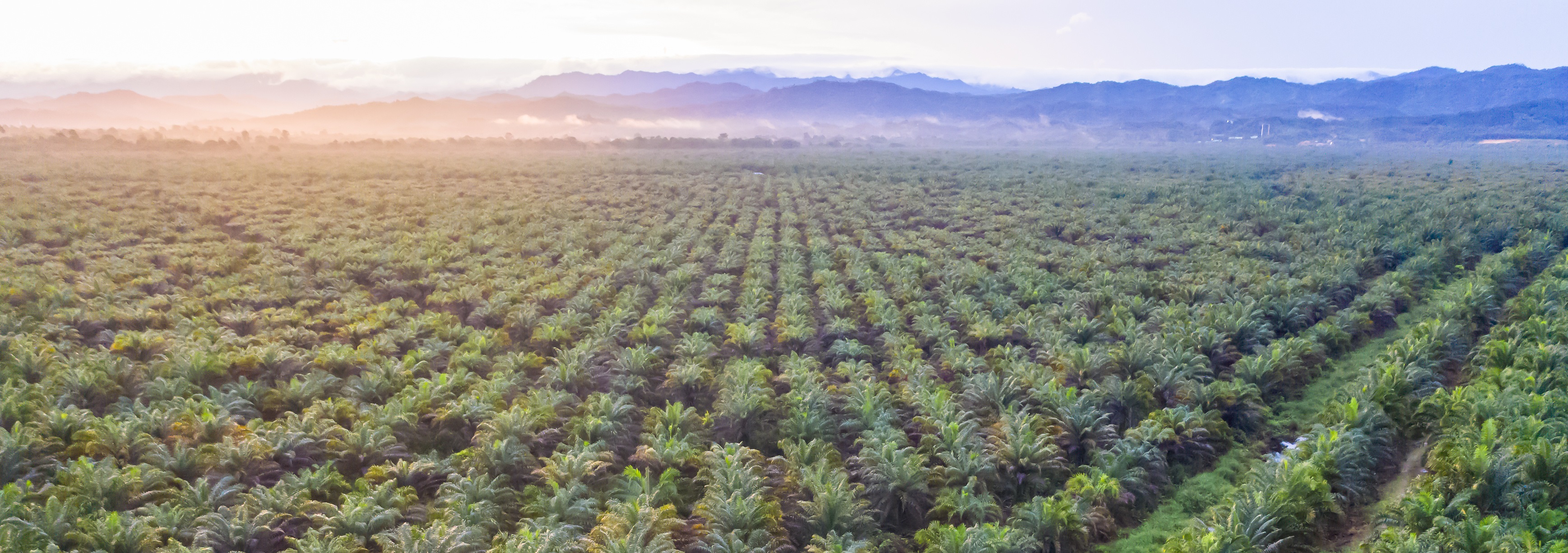 L'huile de palme est pointée du doigt pour ses effets sur la santé et la déforestation : qu'en est-il réellement ? © Yusnizam Yusof, Adobe Stock