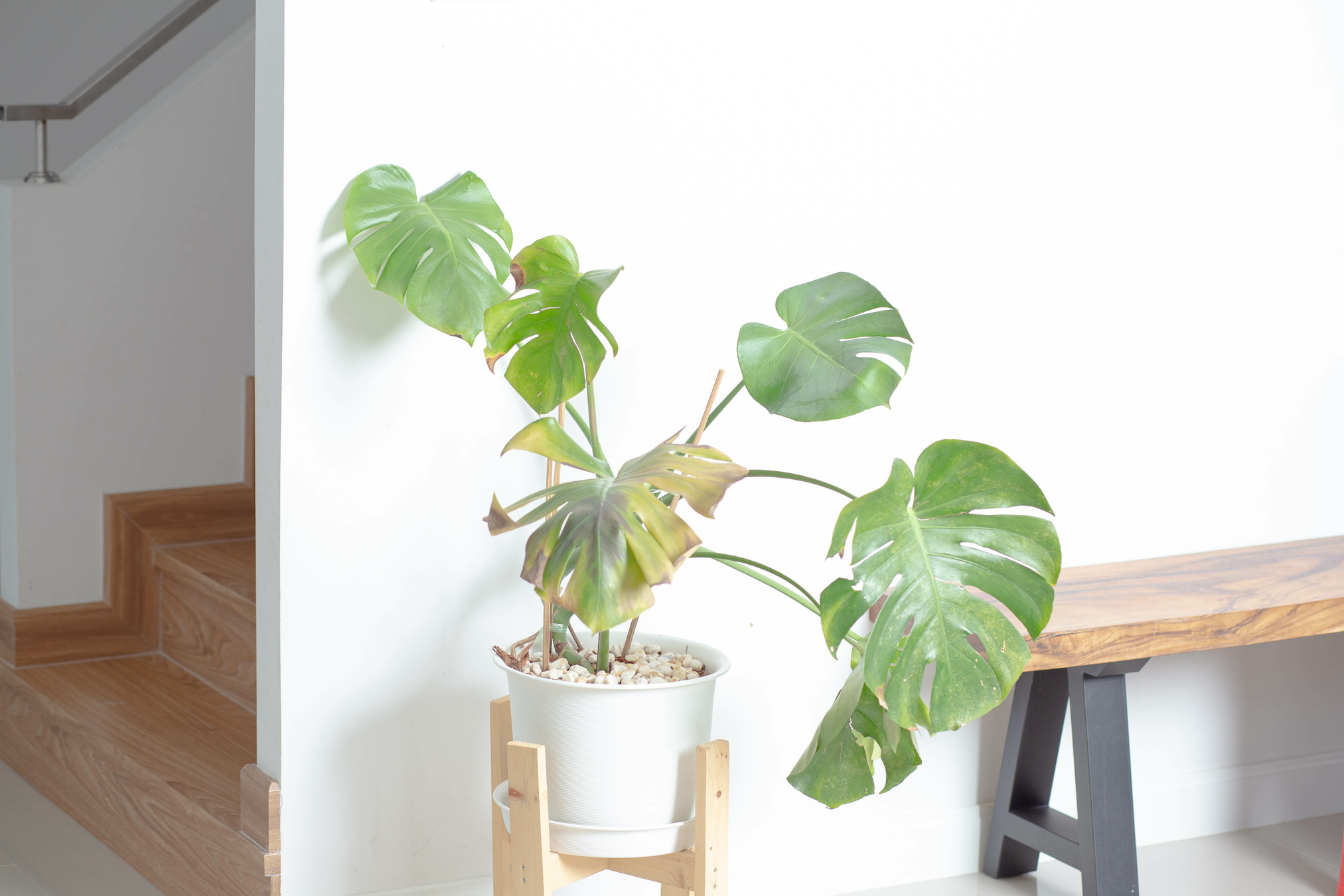 Votre plante fait grise mine, quelques gestes simples peuvent lui redonner vie. © Parkin, Adobe Stock
