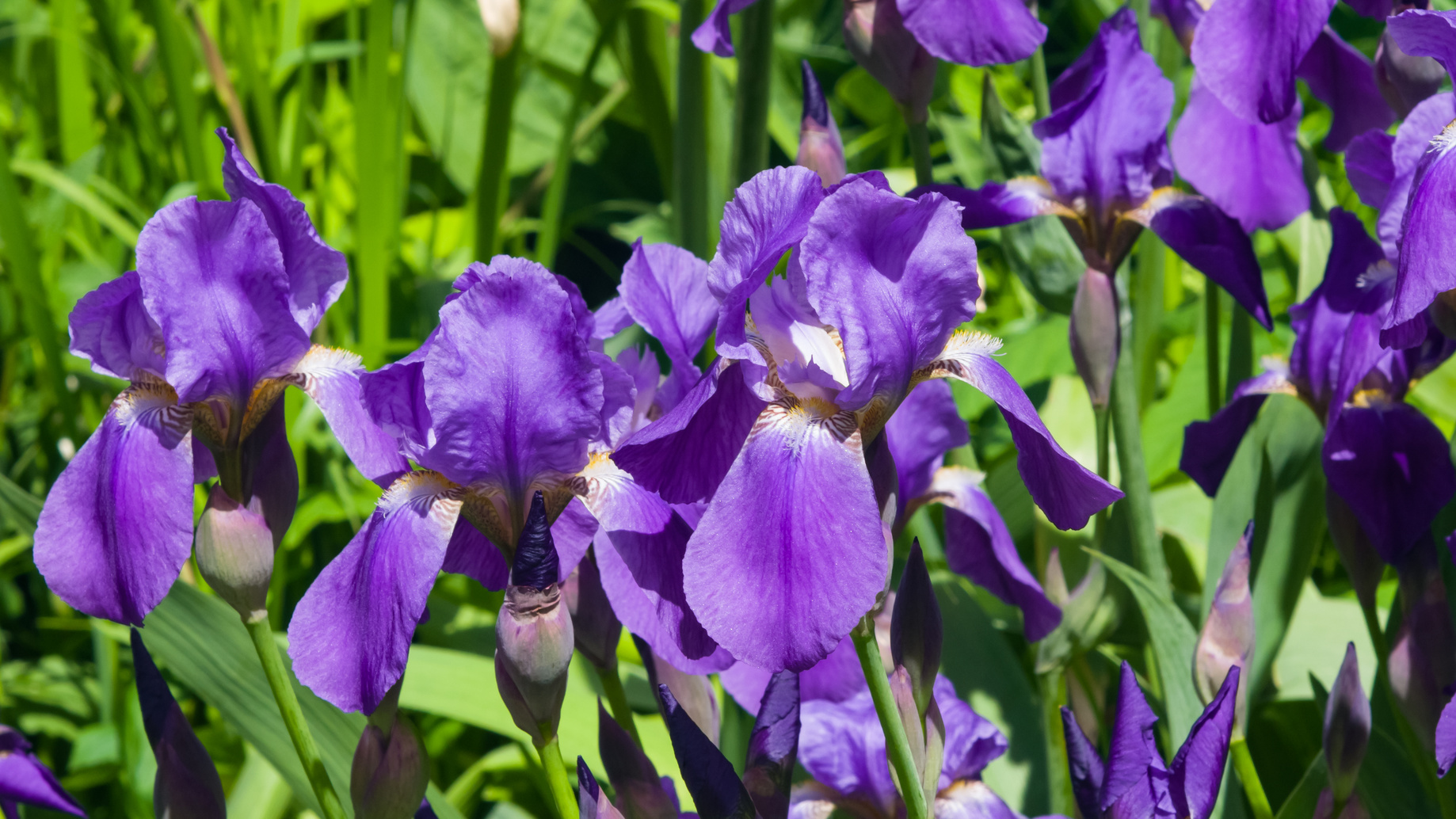 Floraison d'iris. ©&nbsp;argenlant, fotolia