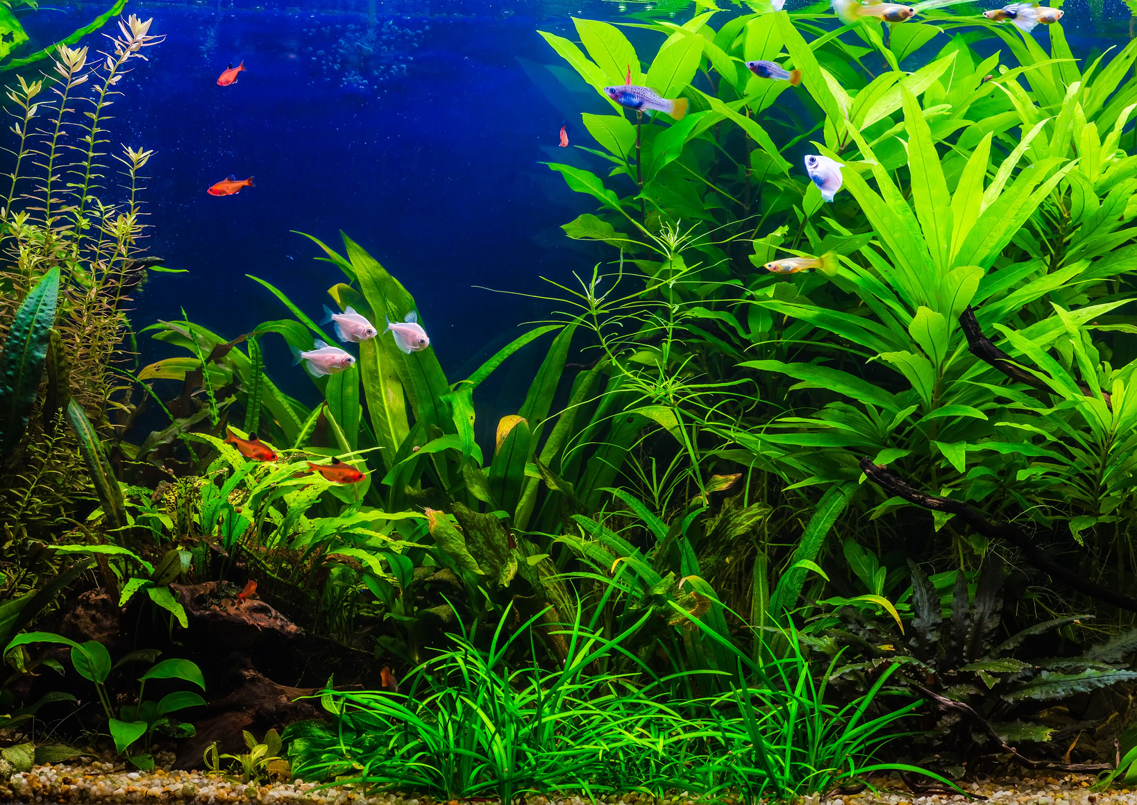 Quelles plantes choisir pour son aquarium d'eau douce ?&nbsp;Les poissons aiment beaucoup, par exemple, se cacher&nbsp;derrière les grandes feuilles de l'Anubia naine, une plante qui demande peu de soins.&nbsp;© bukhta79, fotolia