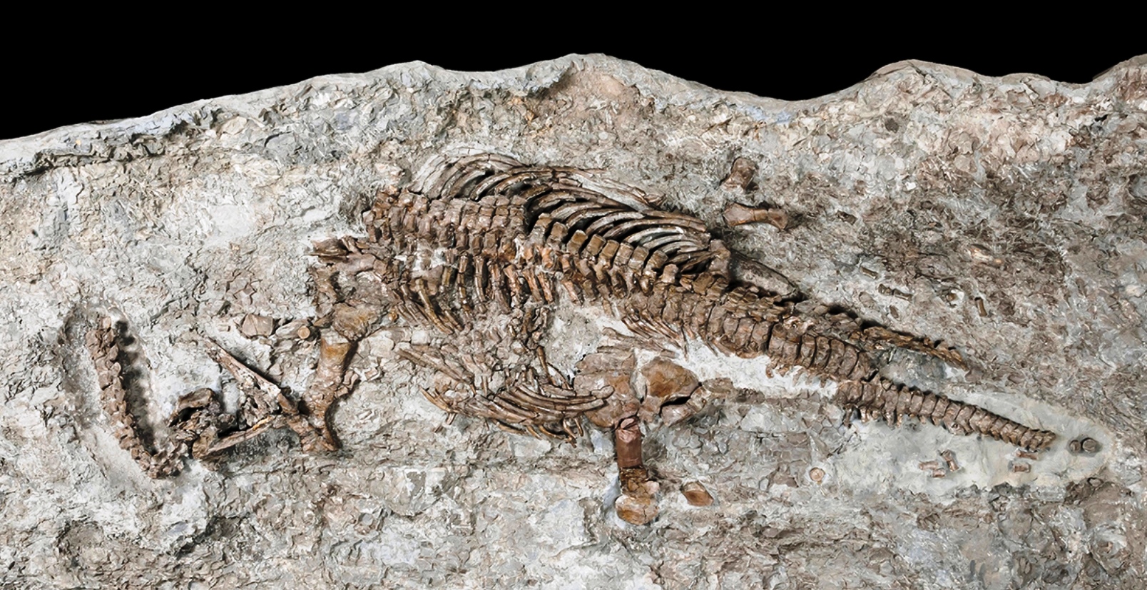 Le plus ancien plésiosaure découvert avait le sang chaud. Ici, le squelette de Rhaeticosaurus mertensi. © Georg Oleschinski