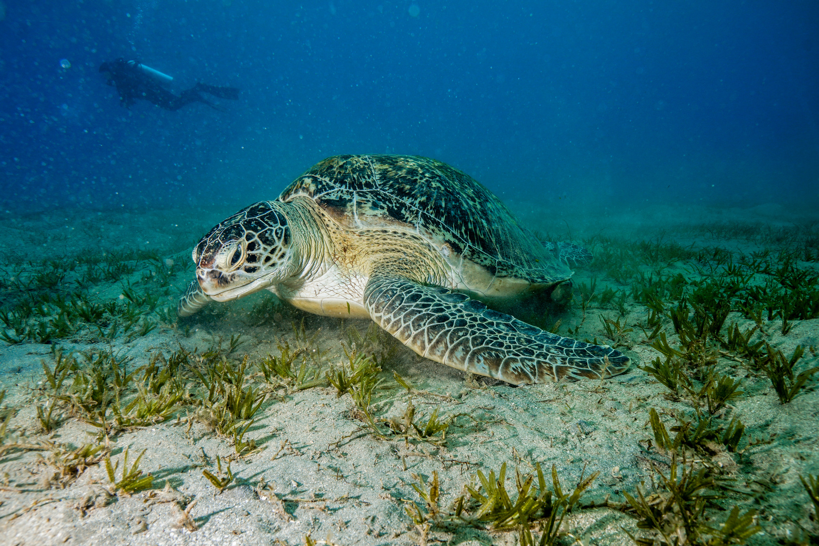 Dans les eaux d'Égypte évoluent des tortues de mer. © Mina Ryad, Fotolia