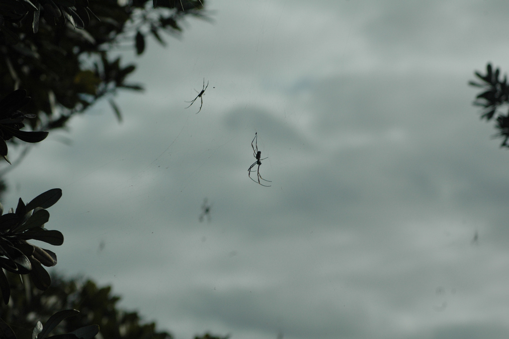 Le phénomène de « pluie d'araignées » est parfaitement naturel et se produit lors des périodes de fortes chaleurs et d'humidité. © Kevin Anderson, Flickr, CC By-NC-SA 2.0