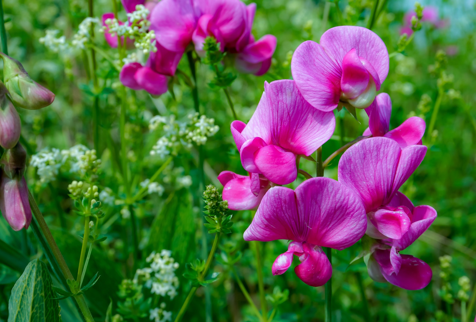 Magnifiques fleurs de pois de senteur. © Paul Cartwright, Adobe Stock